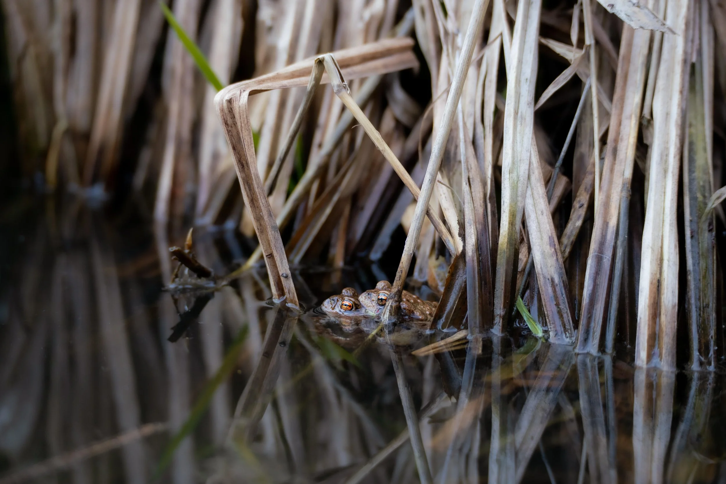 Common Toad Breeding Season 2025
