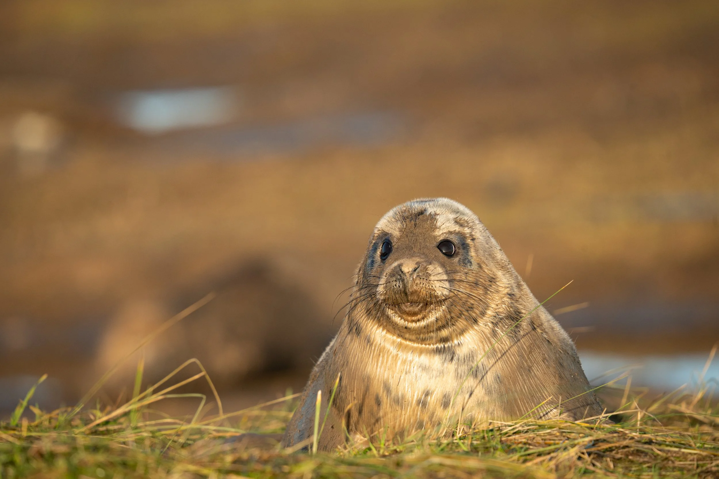 Grey Seal Pup