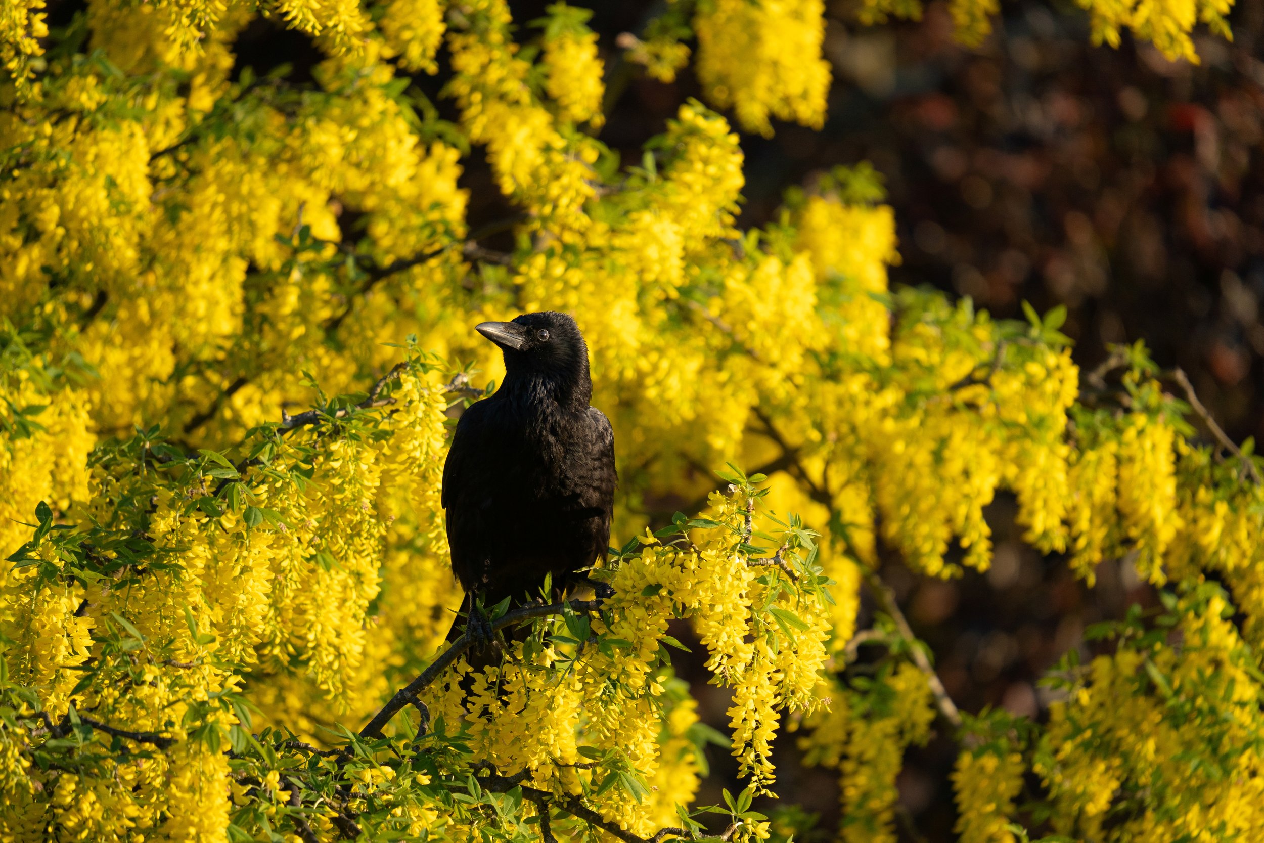 Carrion Crow