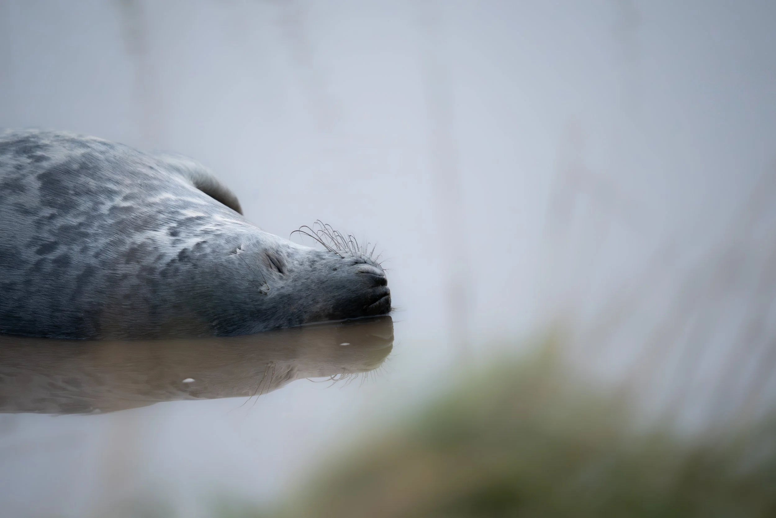 Grey Seal Pup