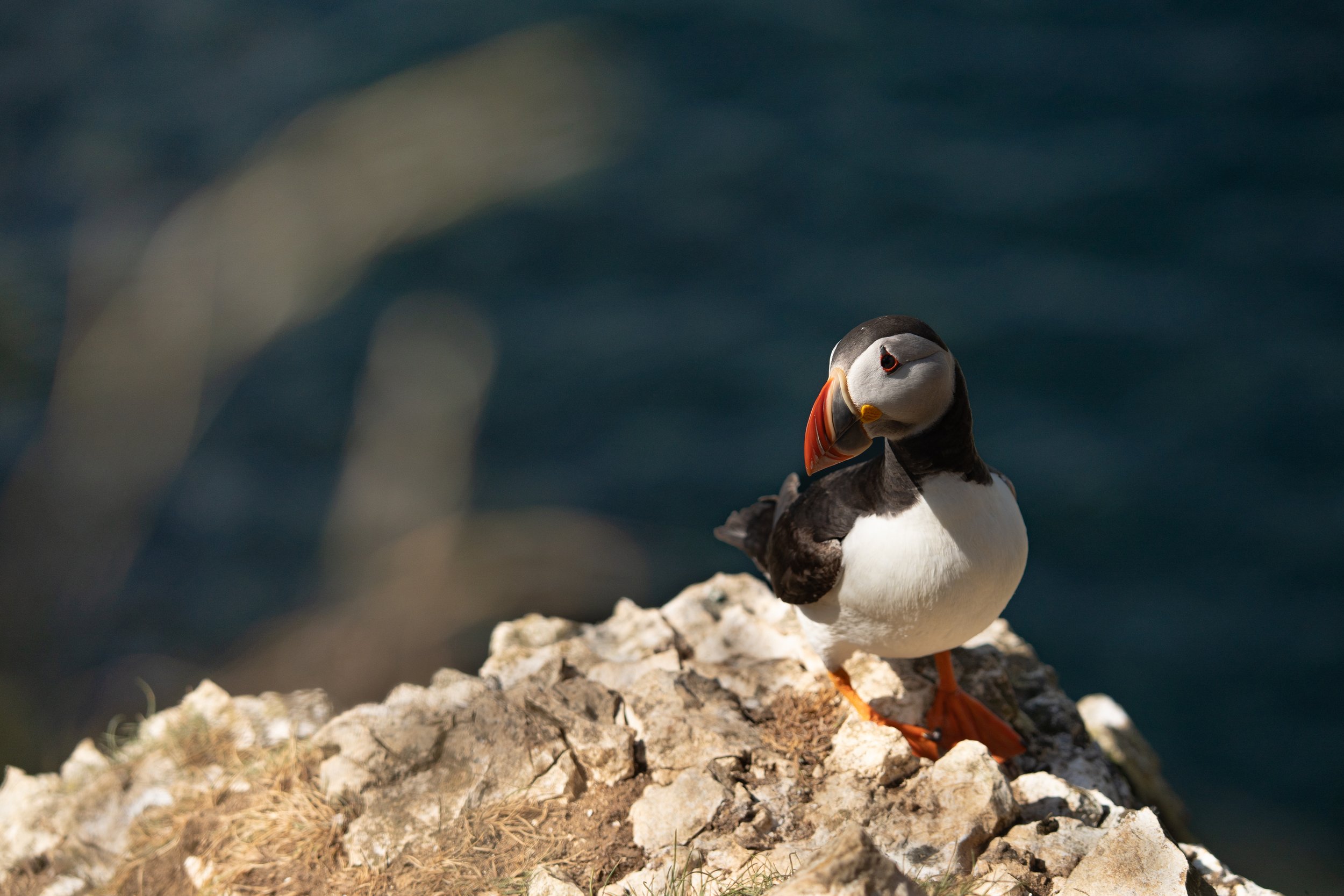 Atlantic Puffin