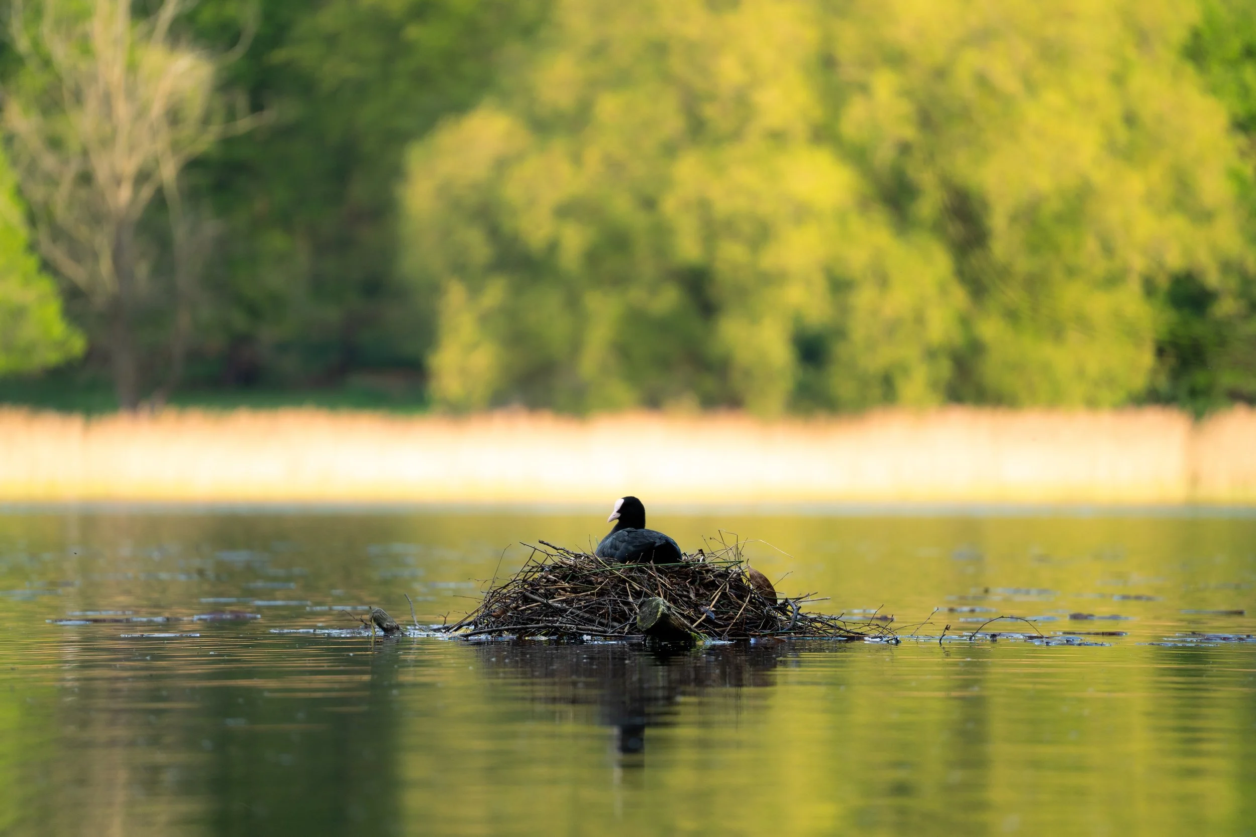 Eurasian Coot