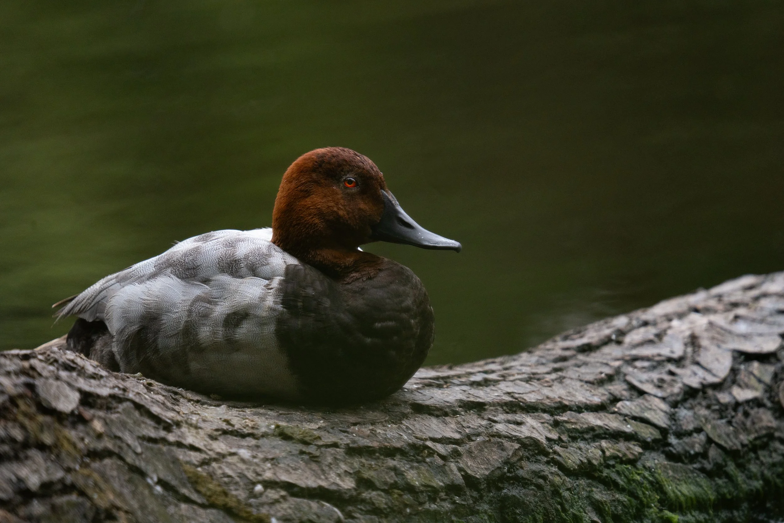 Common Pochard