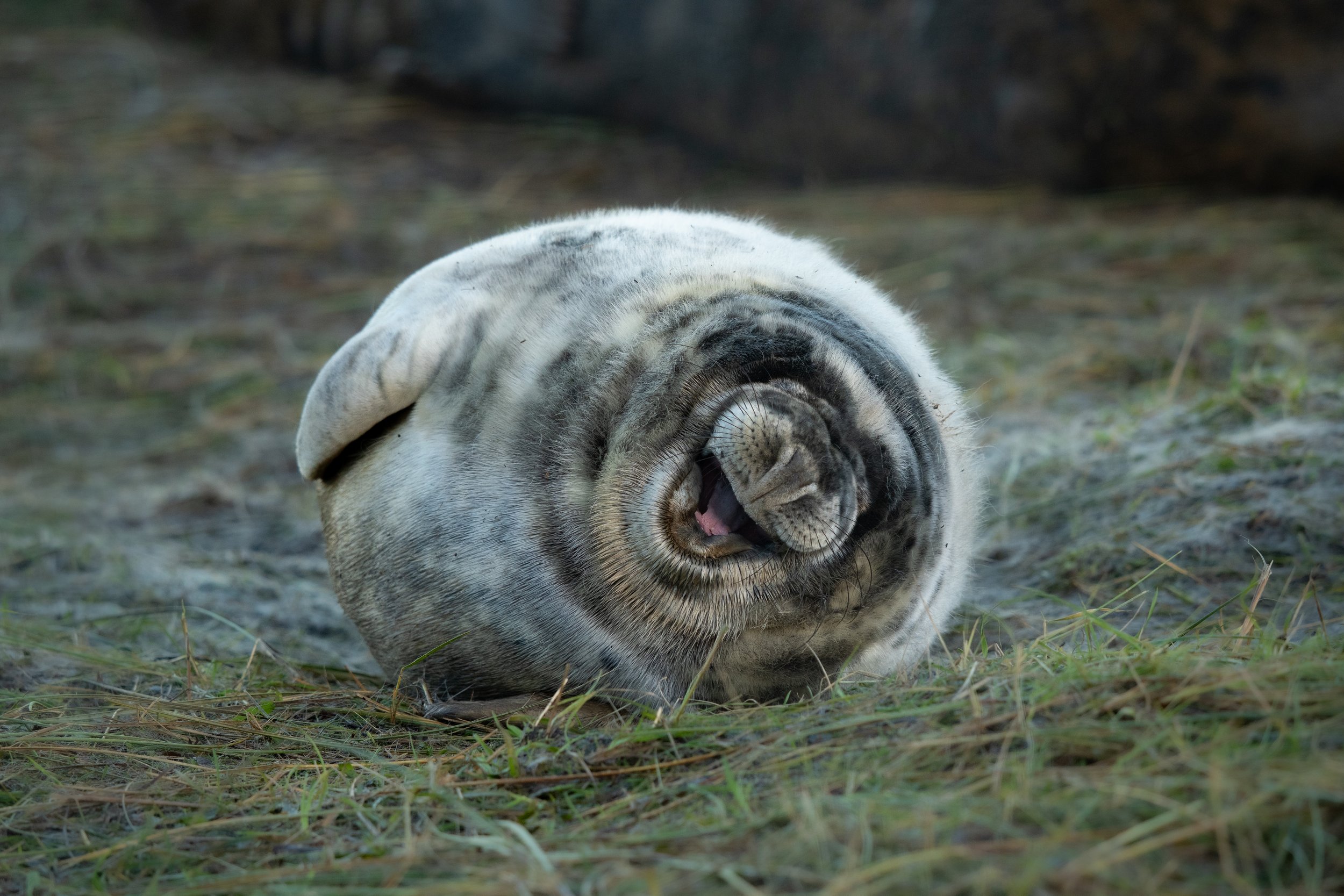 Grey Seal Pup