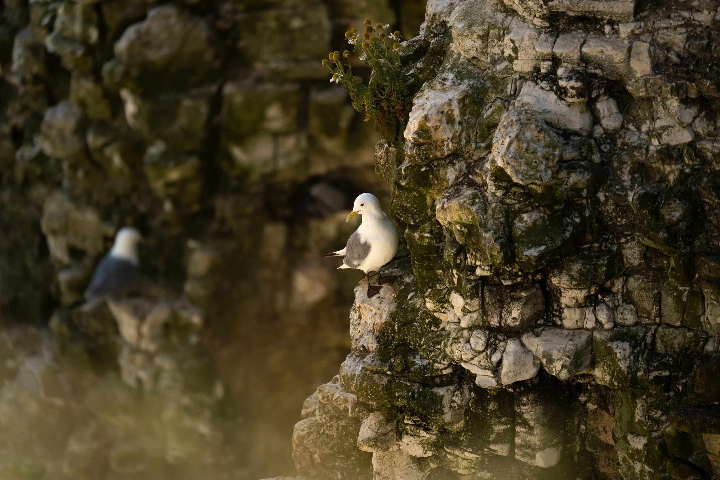 Black-legged Kittiwake