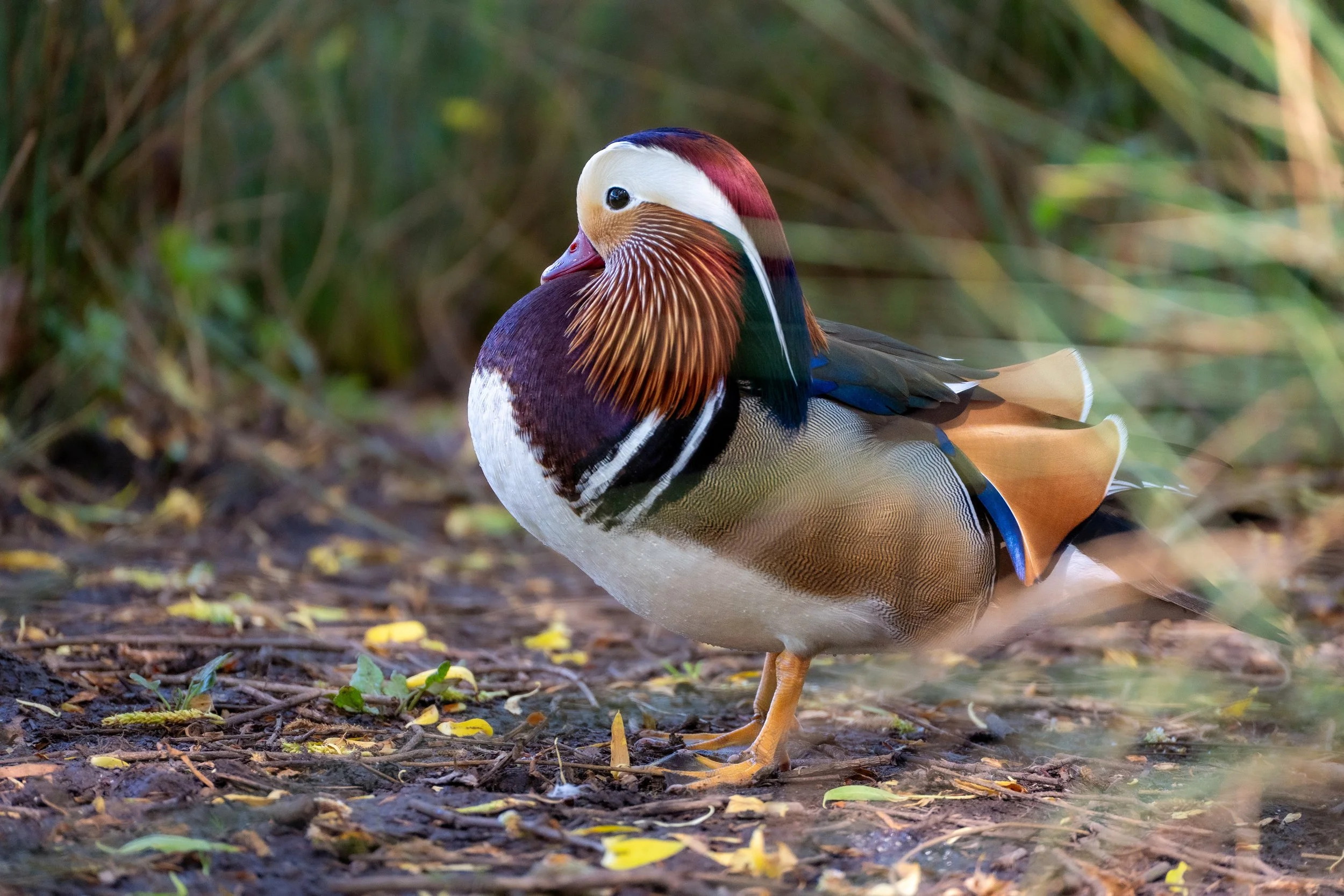 Mandarin Duck