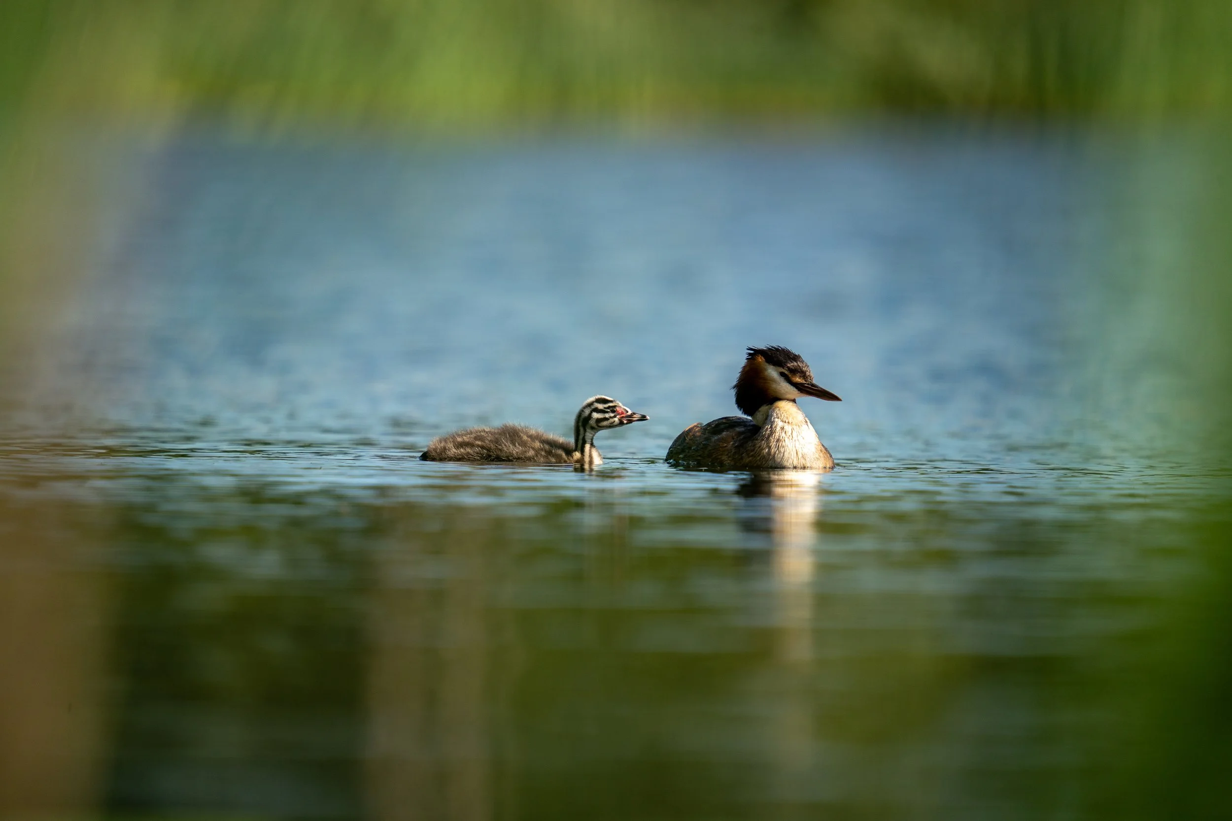Great Crested Grebe And Chicks