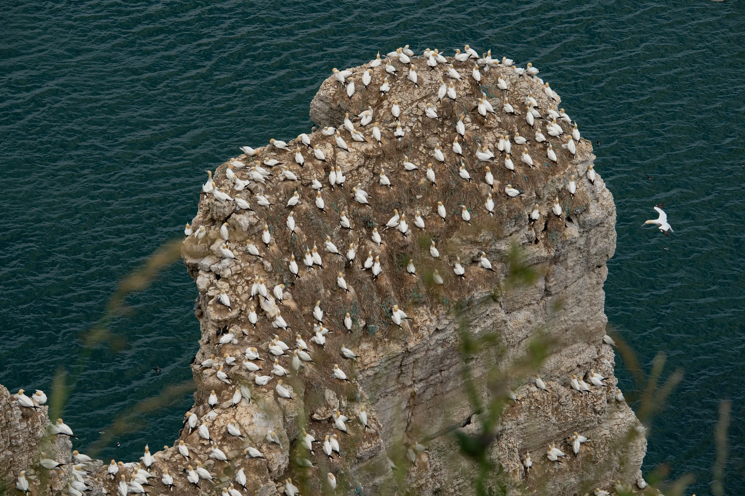 Northern Gannets