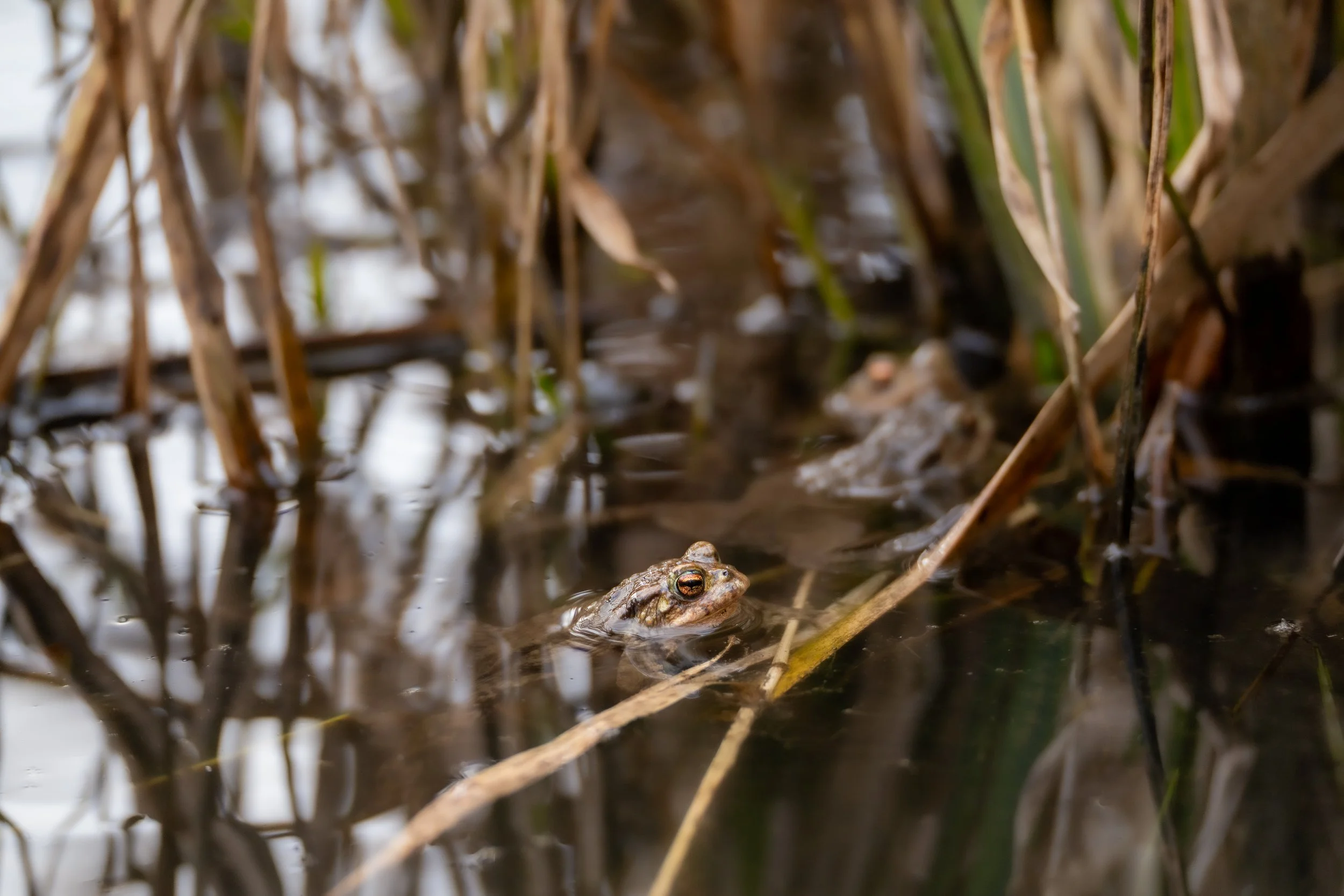 Common Toad