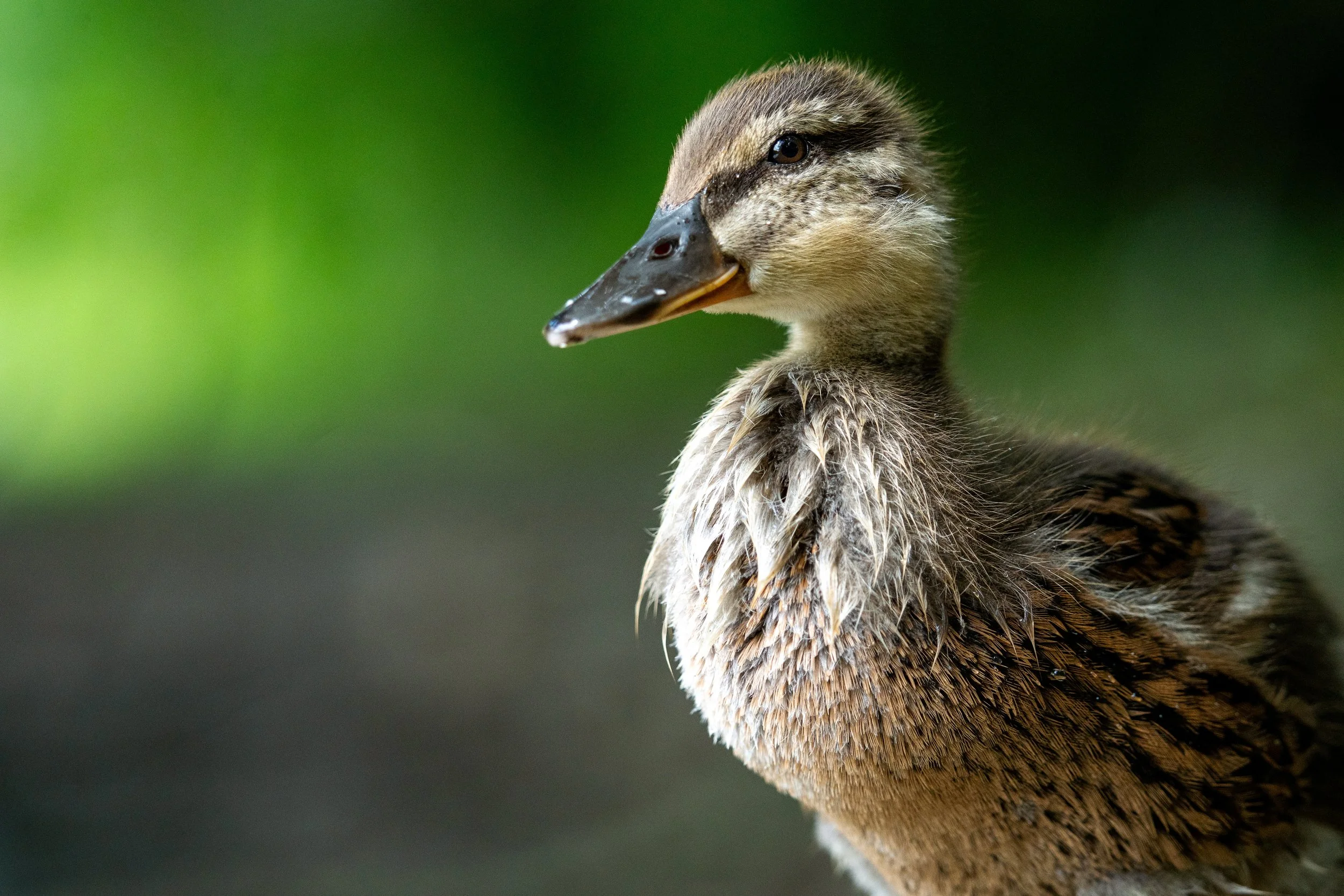 Mallard Duckling