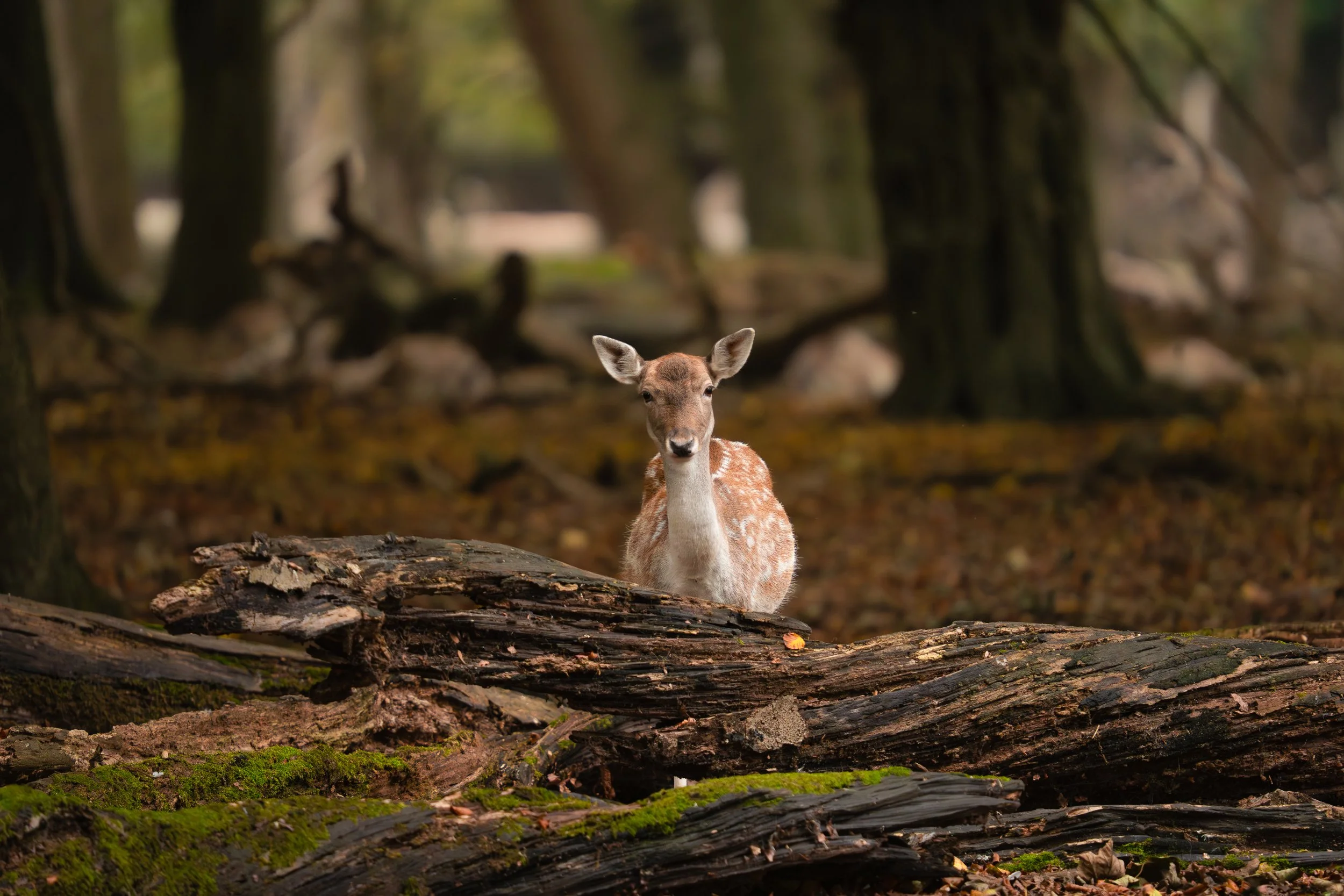 Fallow Deer