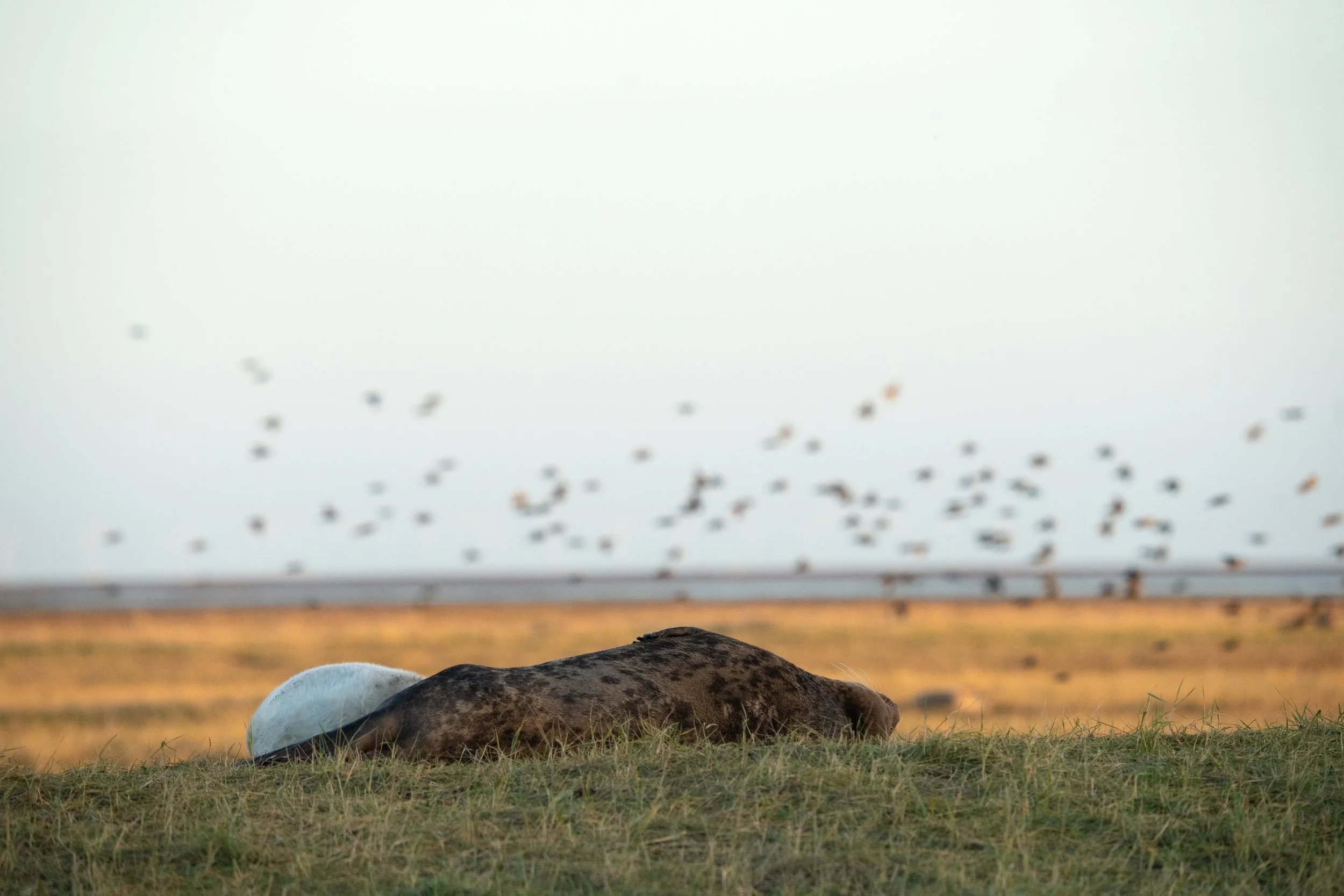 Grey Seal Mum And Pup