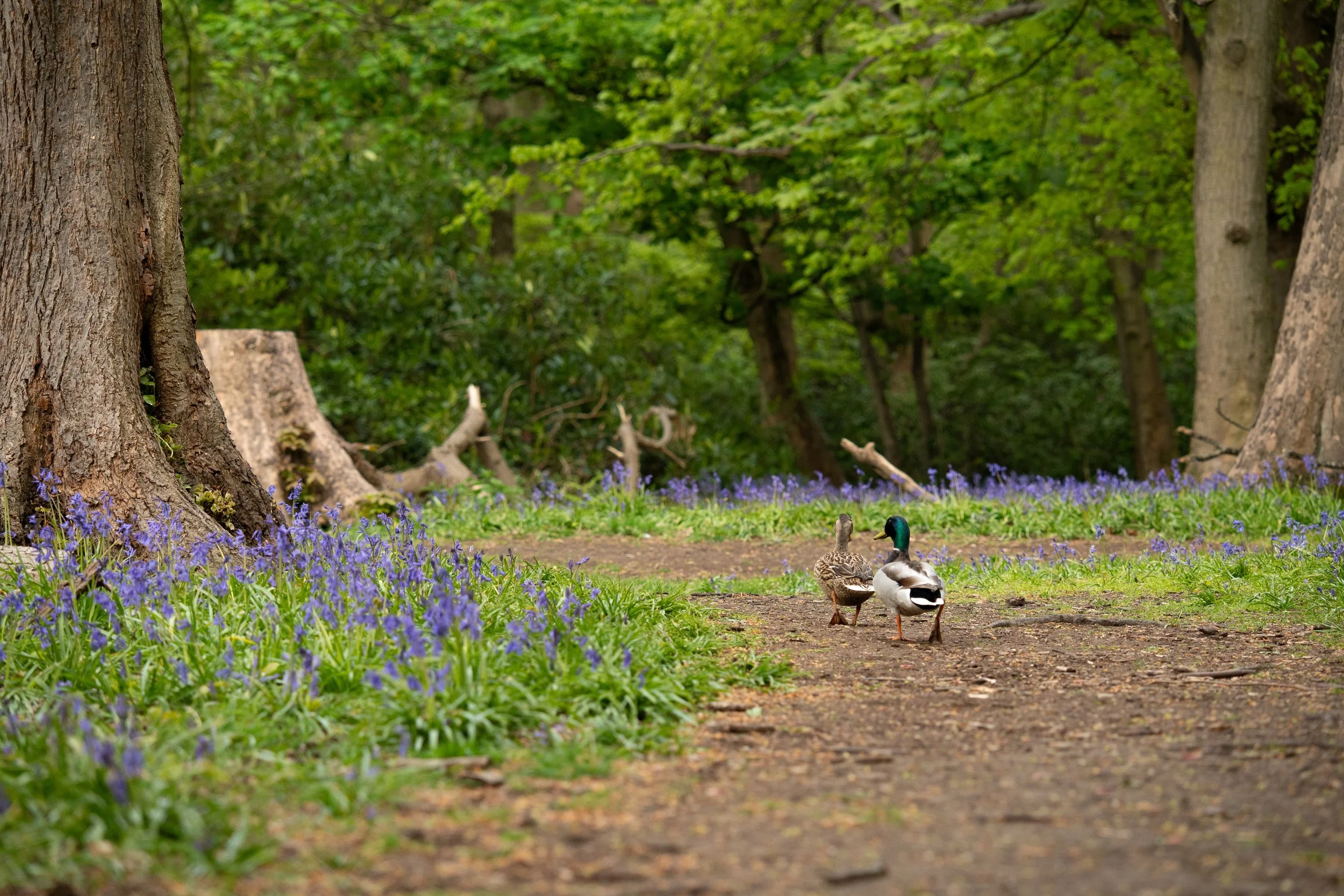 Mallard Ducks In Bluebells