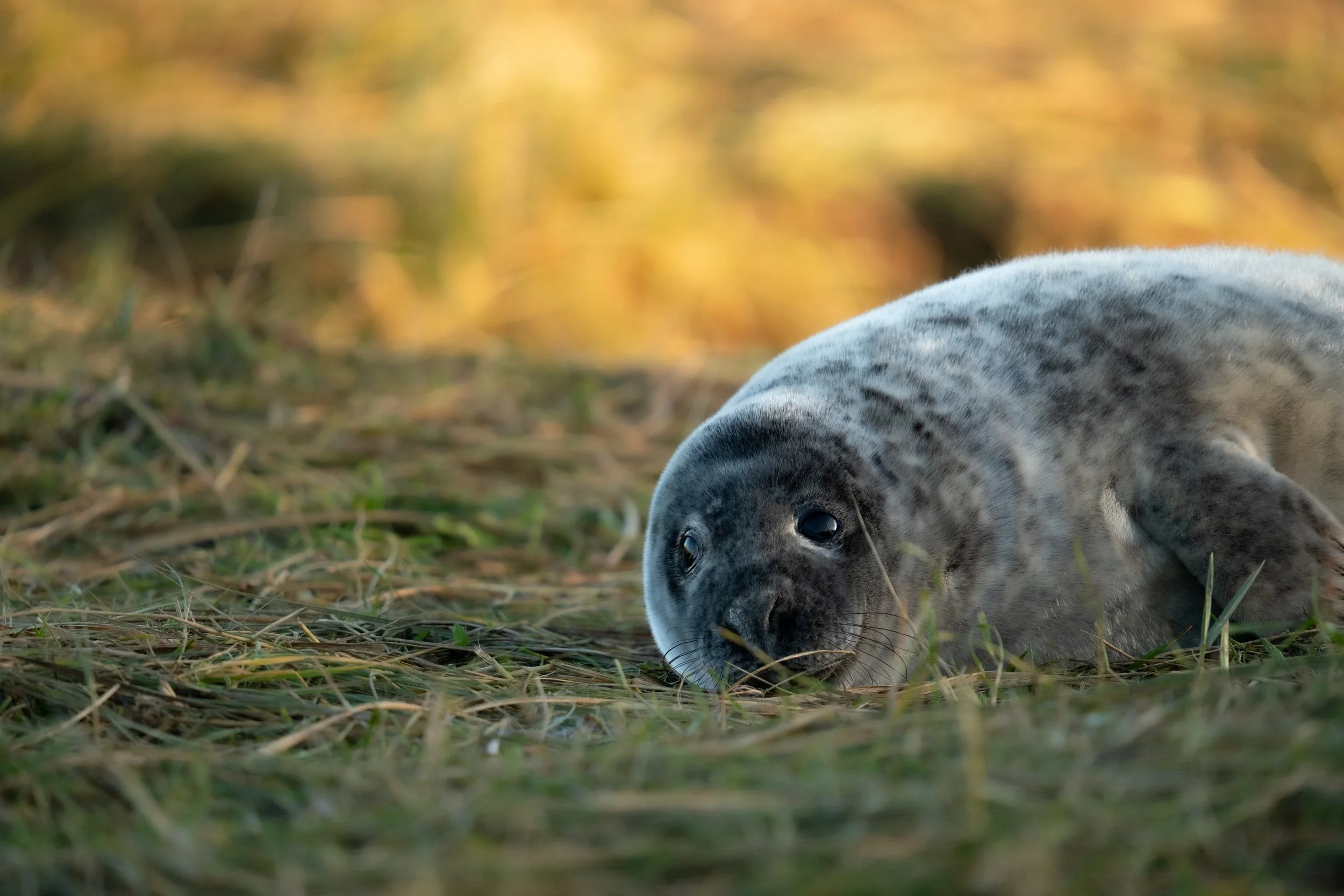 Grey Seal Pup