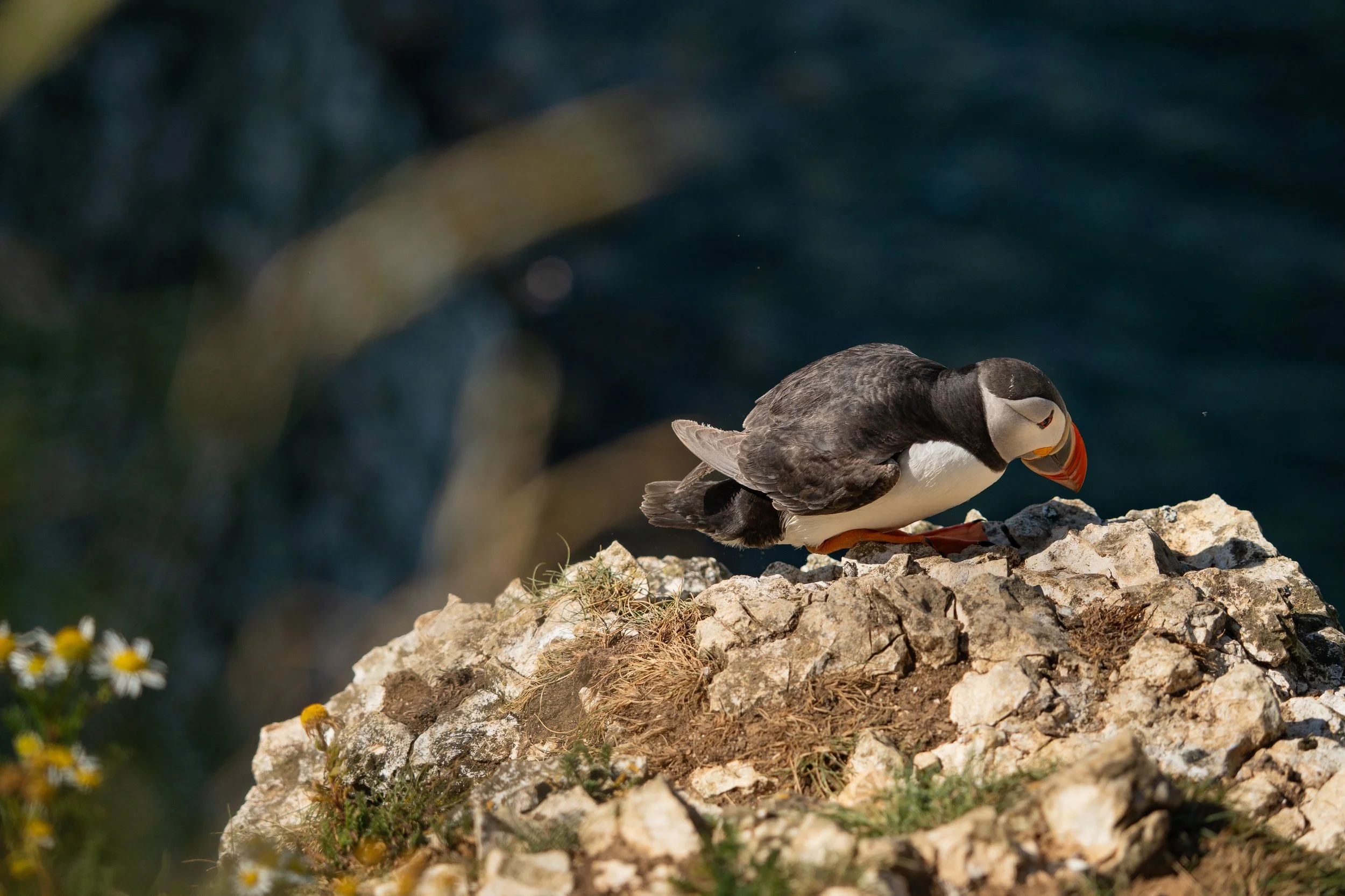 Bempton Cliffs, 28/06/2026