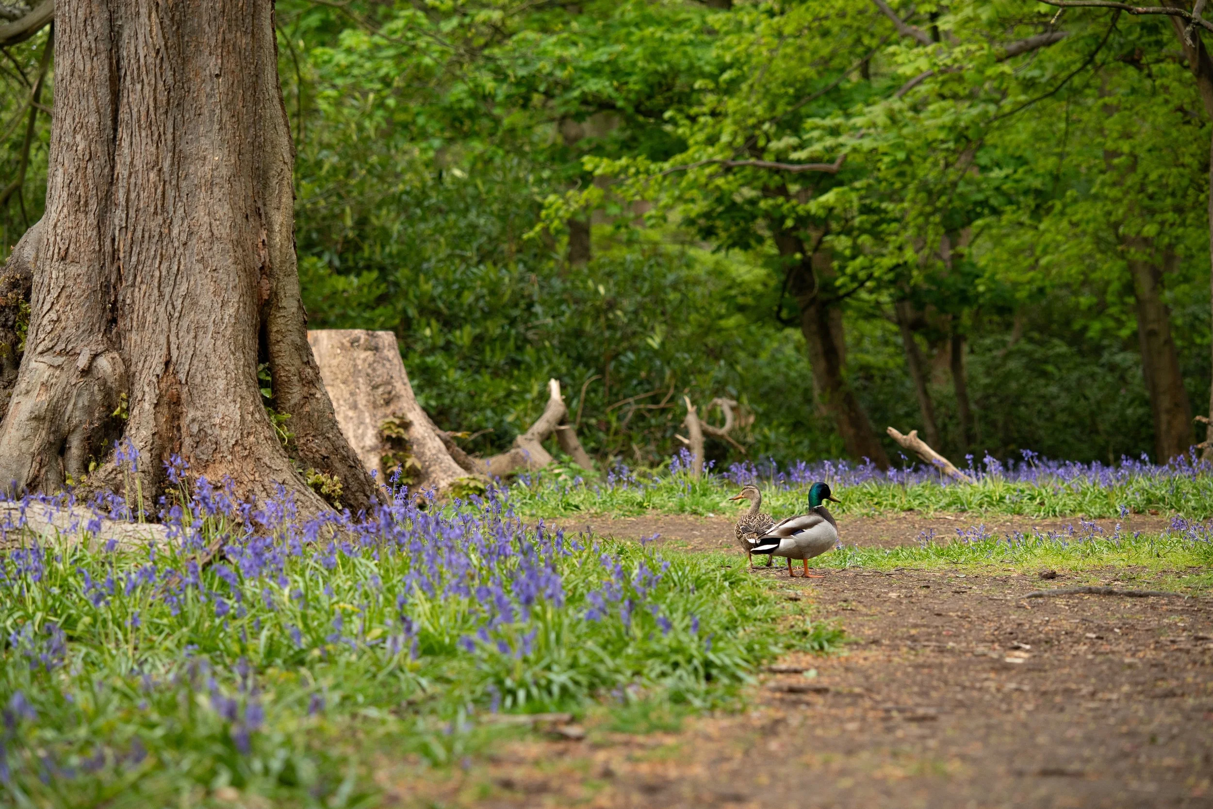 Mallard Ducks In Bluebells
