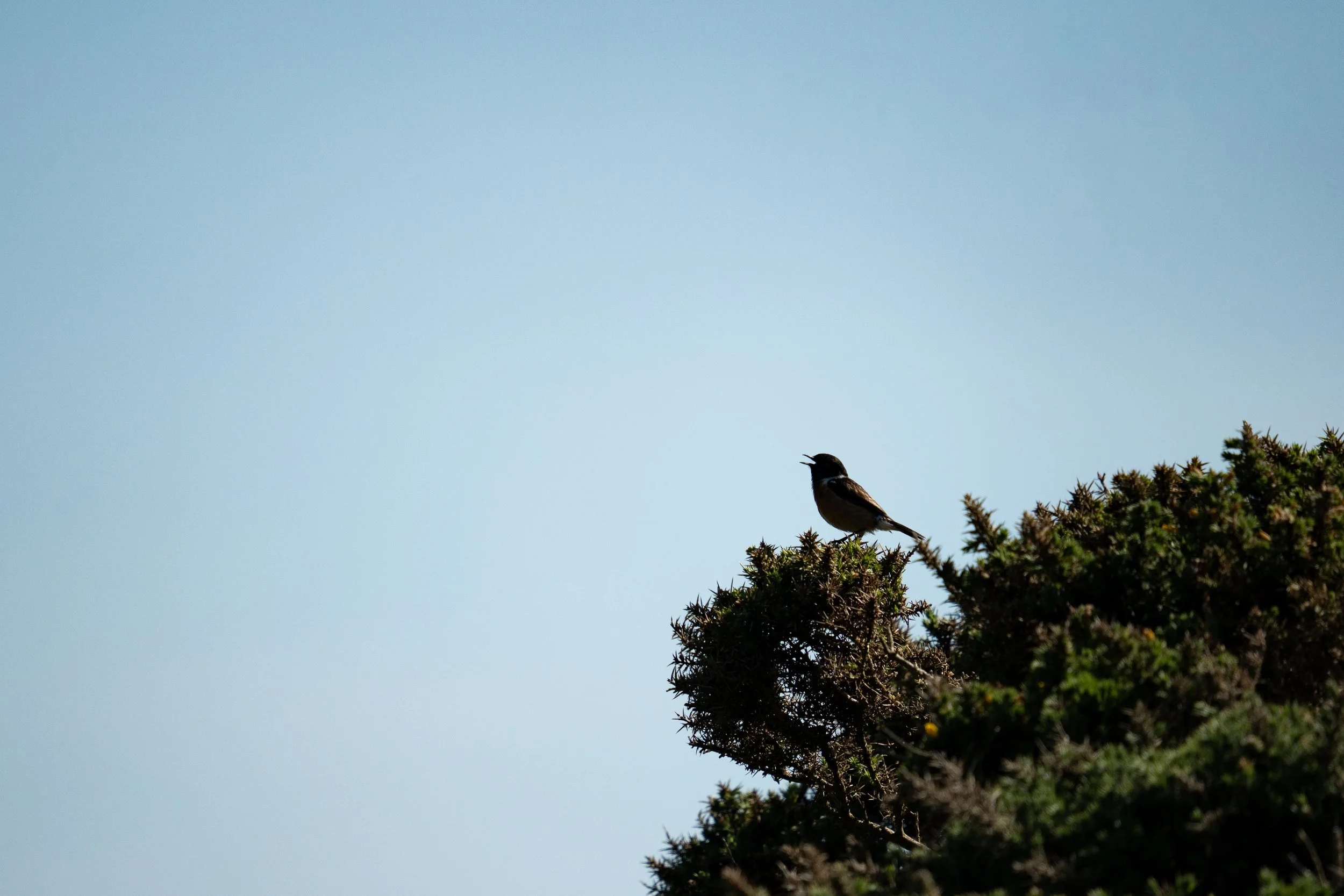 Male Stonechat