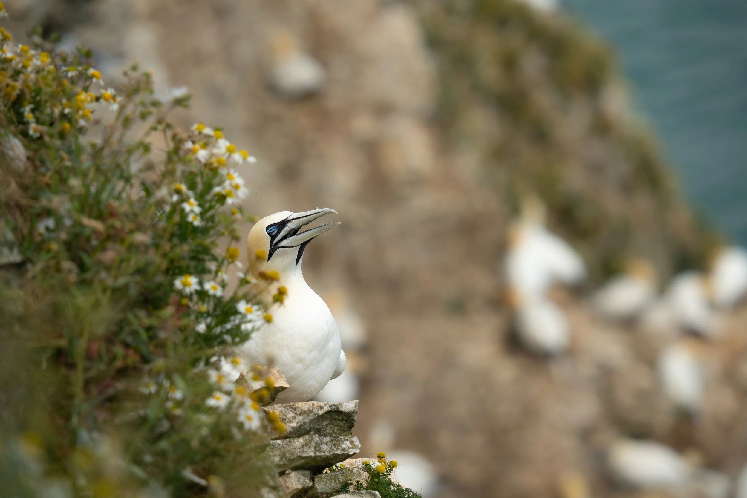 Northern Gannet