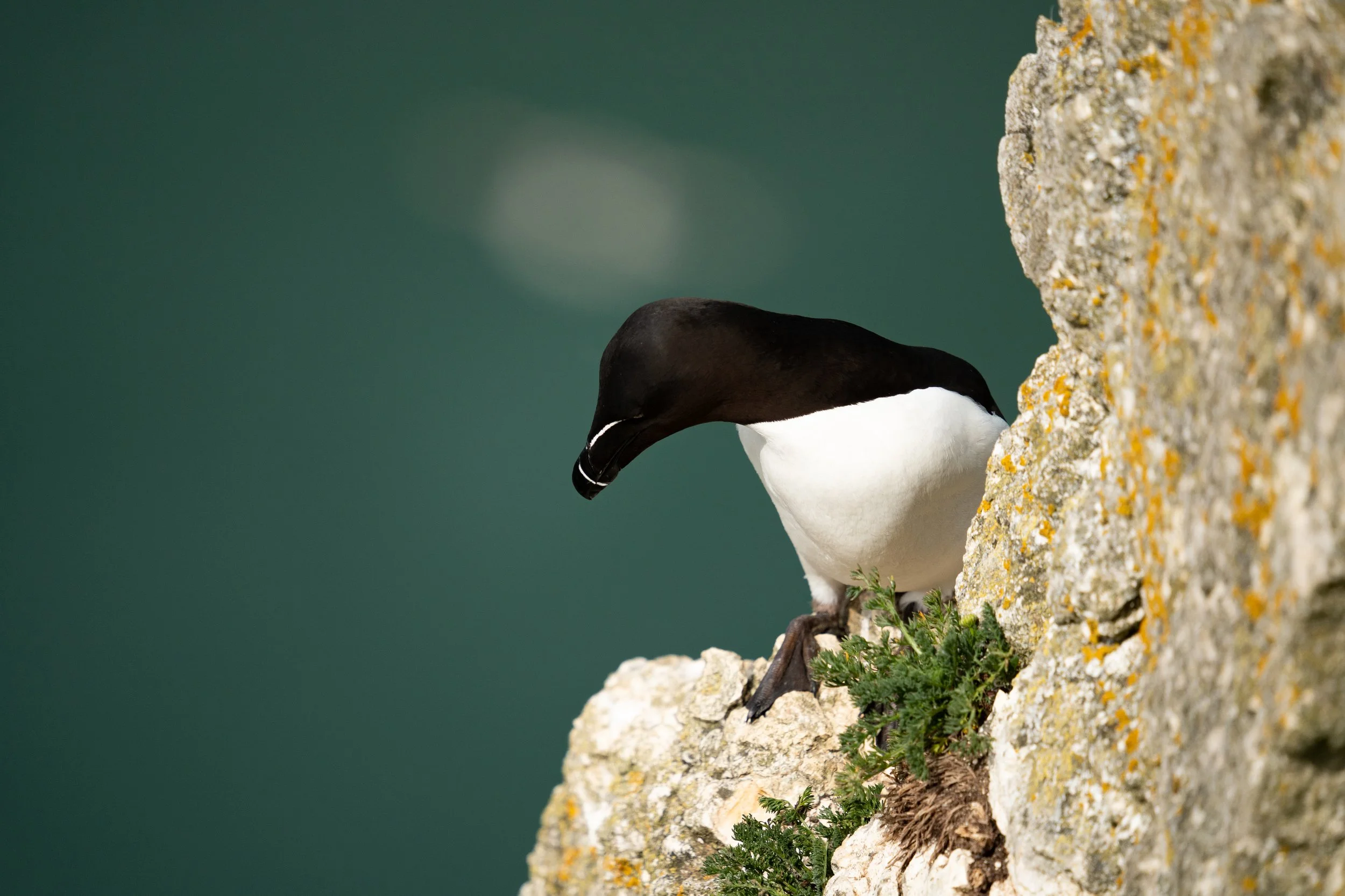 Razorbill