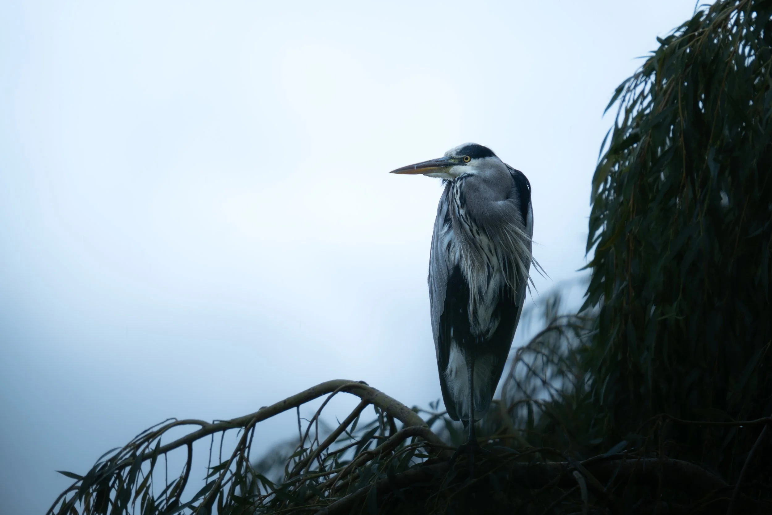 Grey Heron