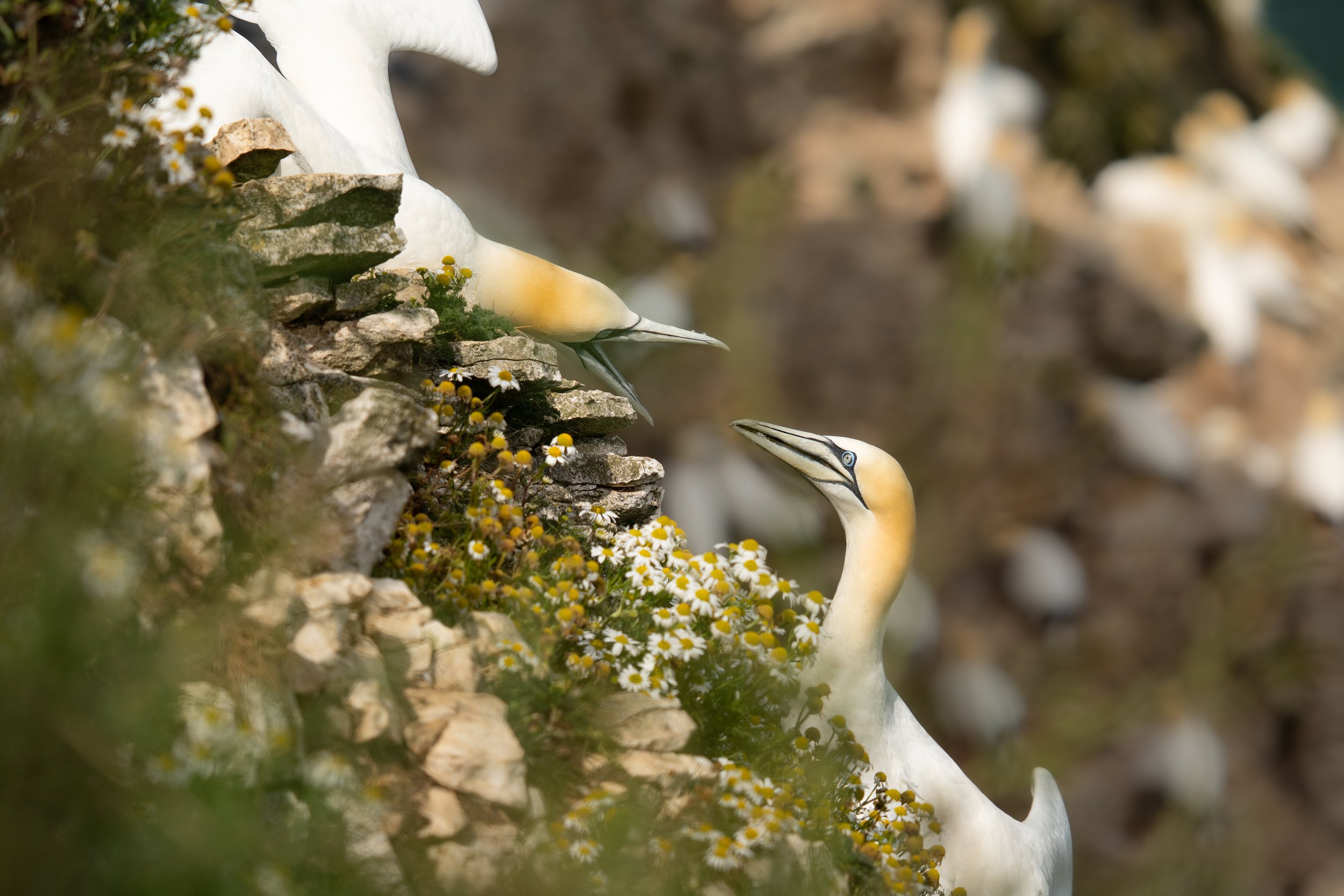Northern Gannets