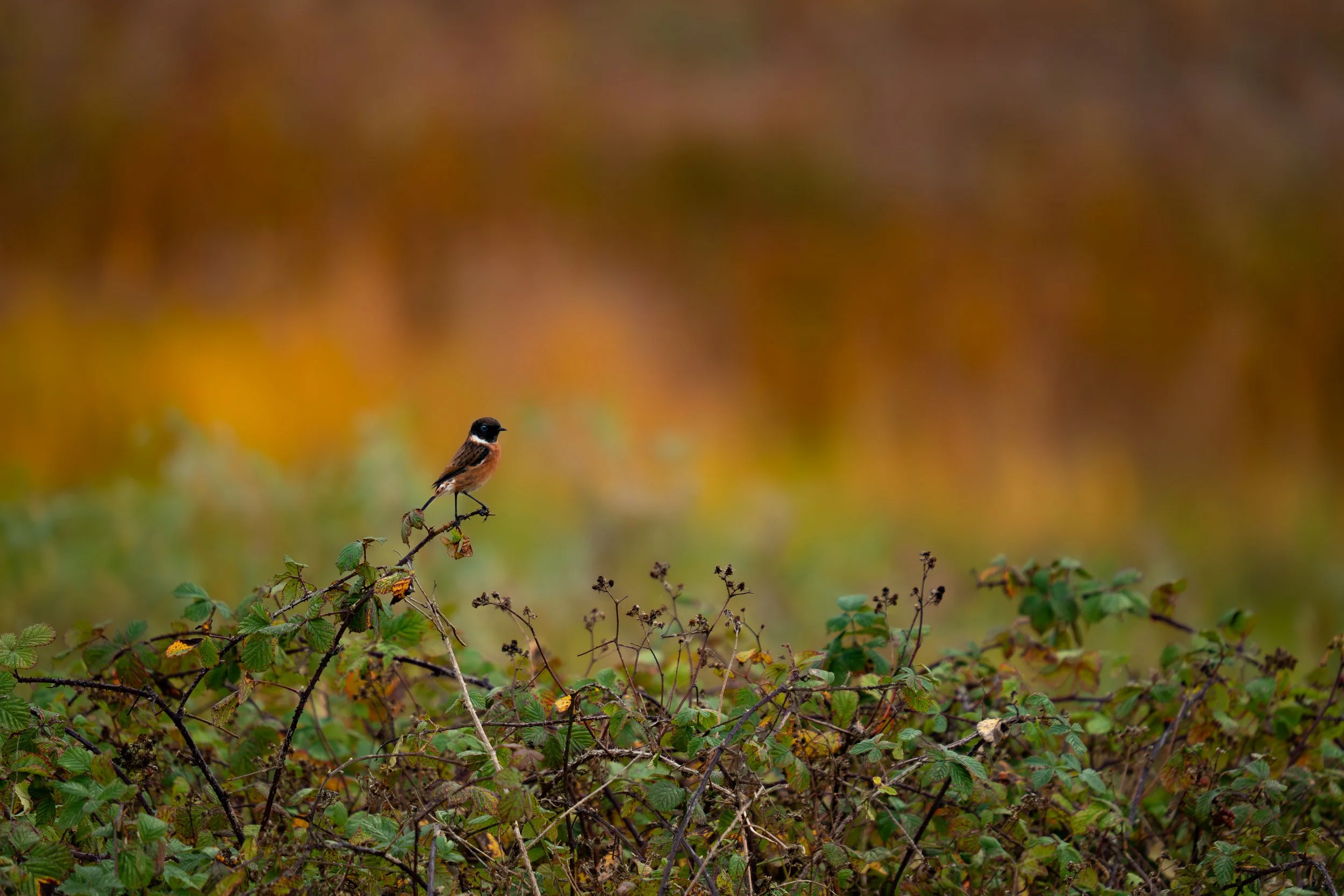 European Stonechat