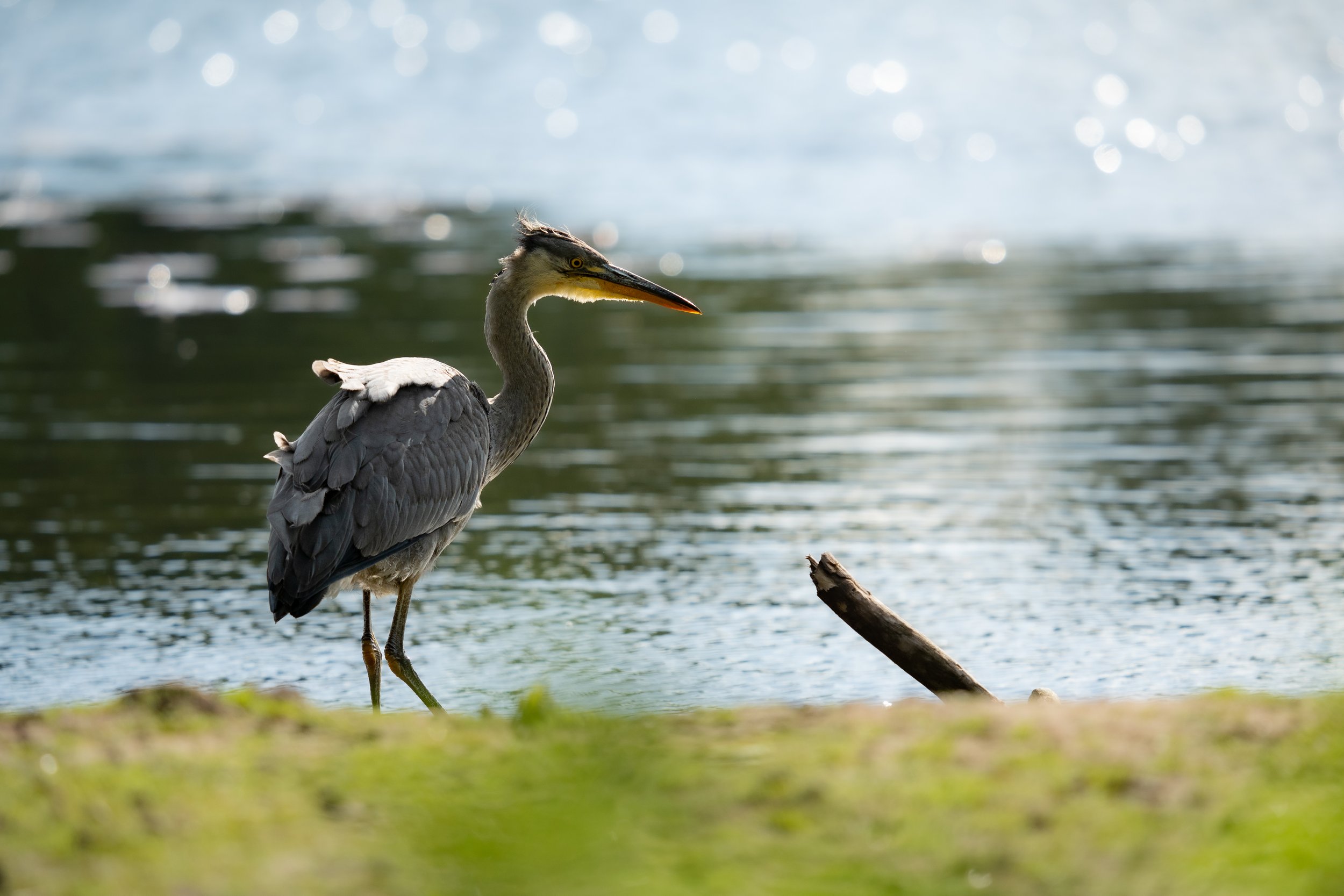 Grey Heron
