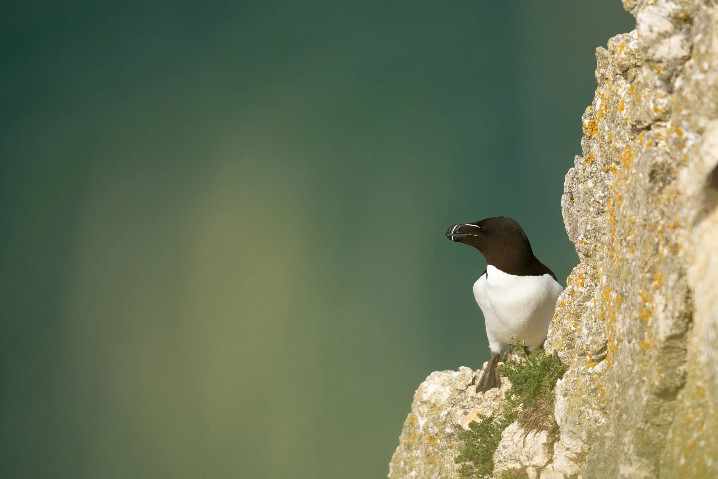 Razorbill