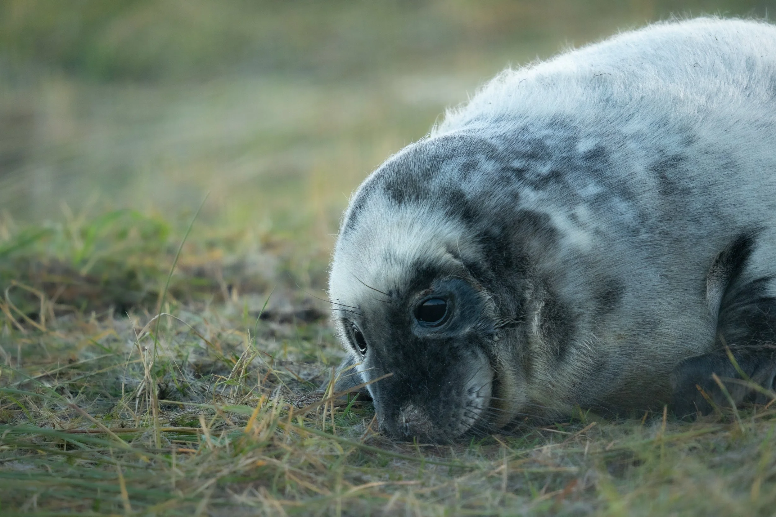Grey Seal Pup