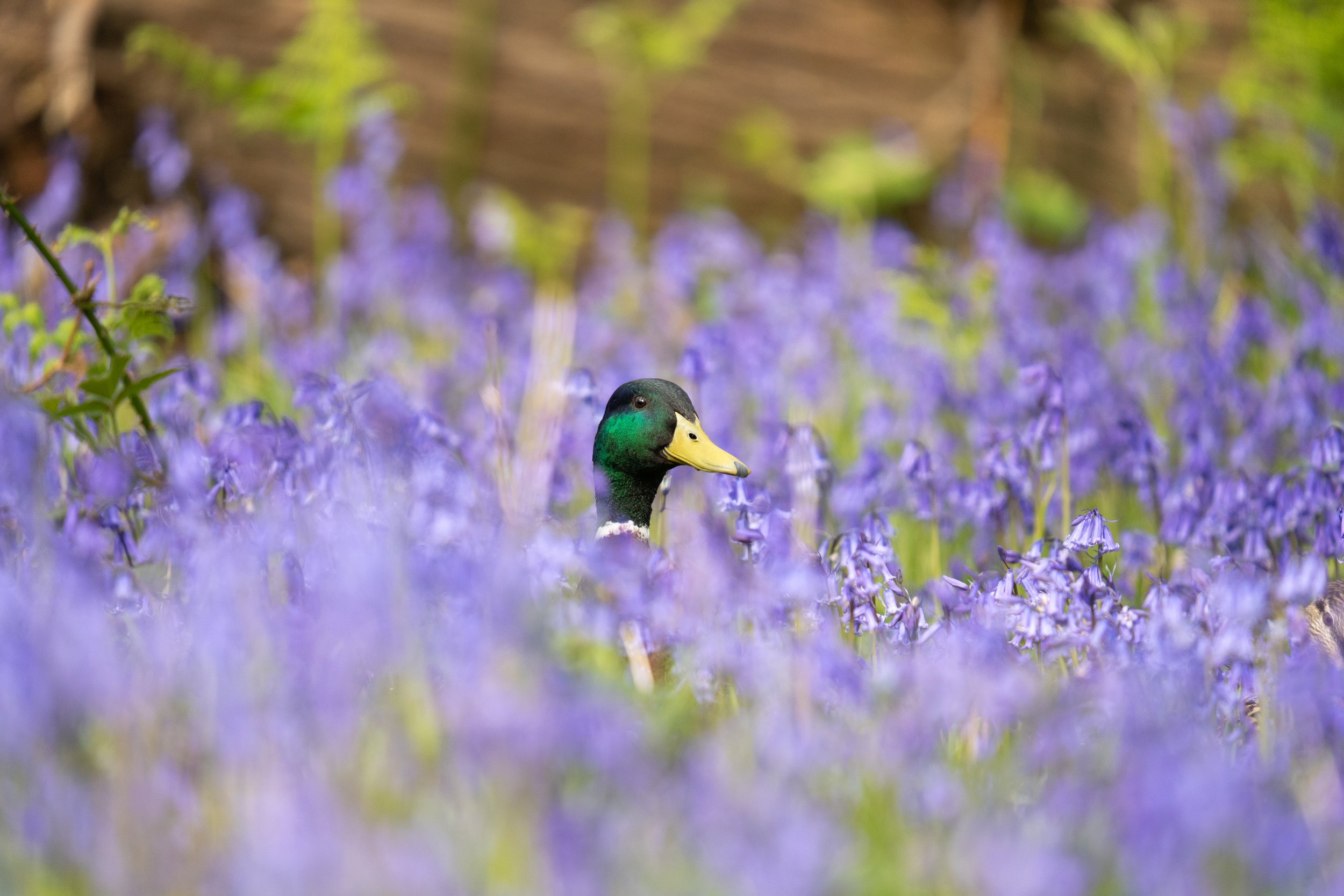 Mallard Drake