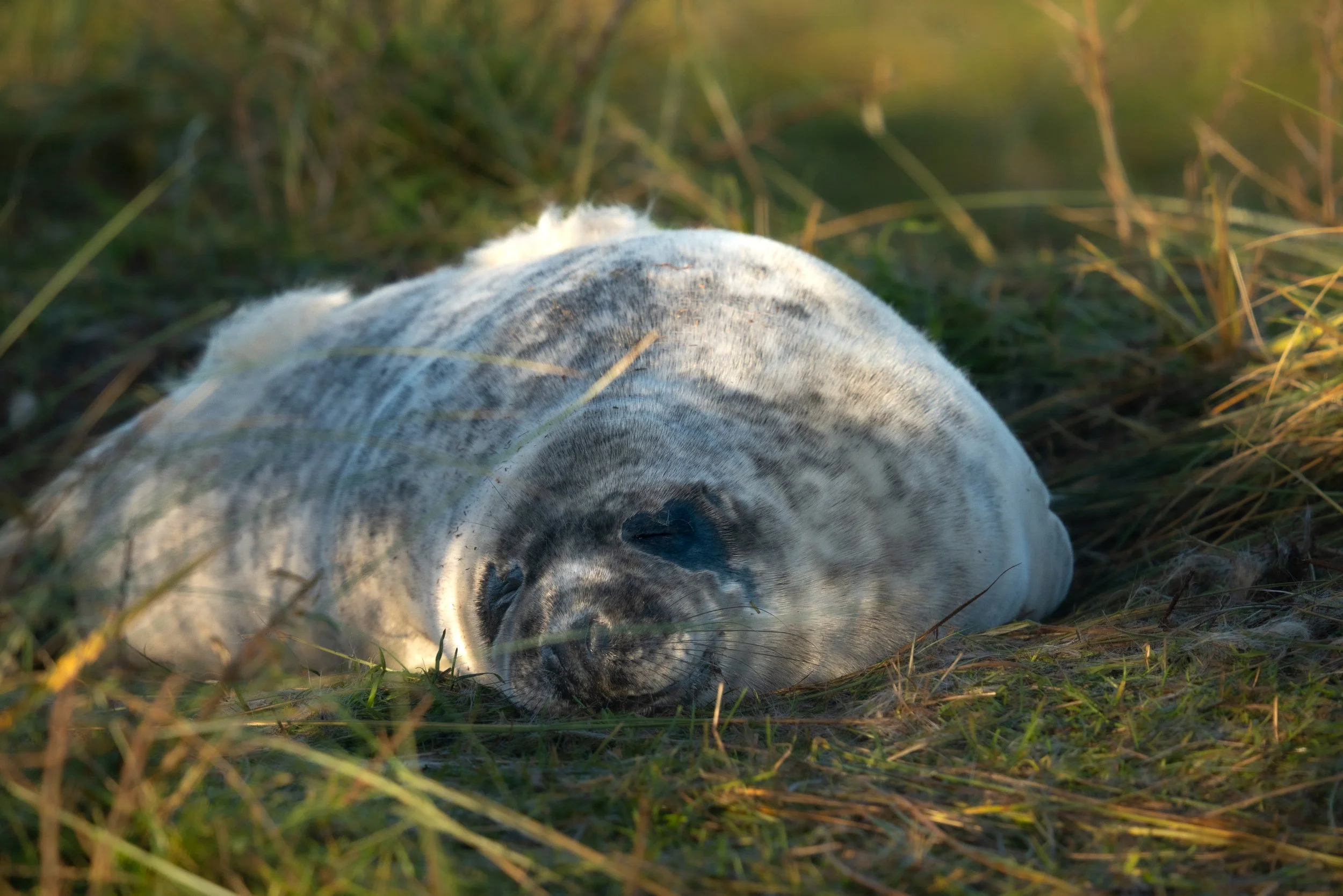 Grey Seal Pup