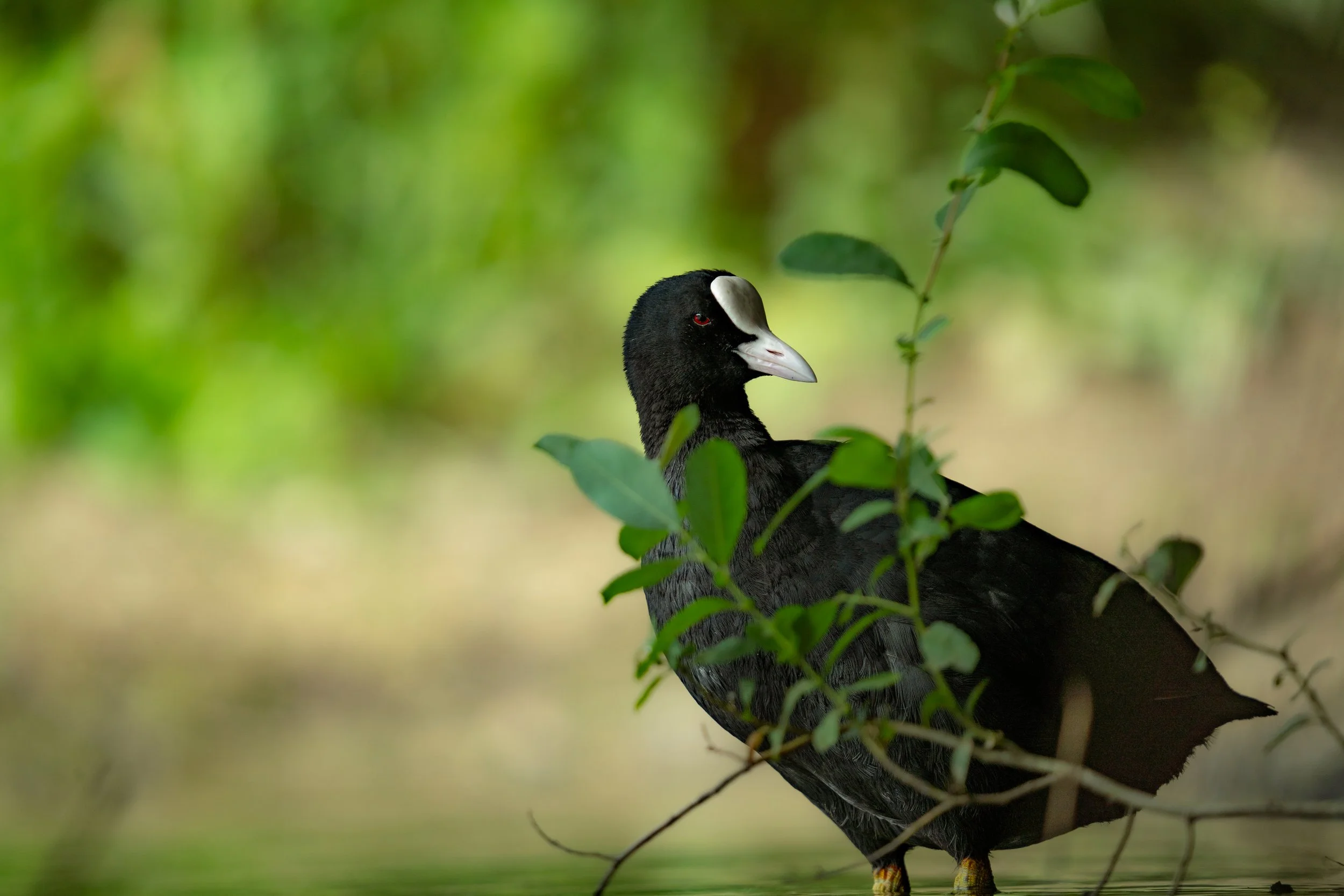 Eurasian Coot