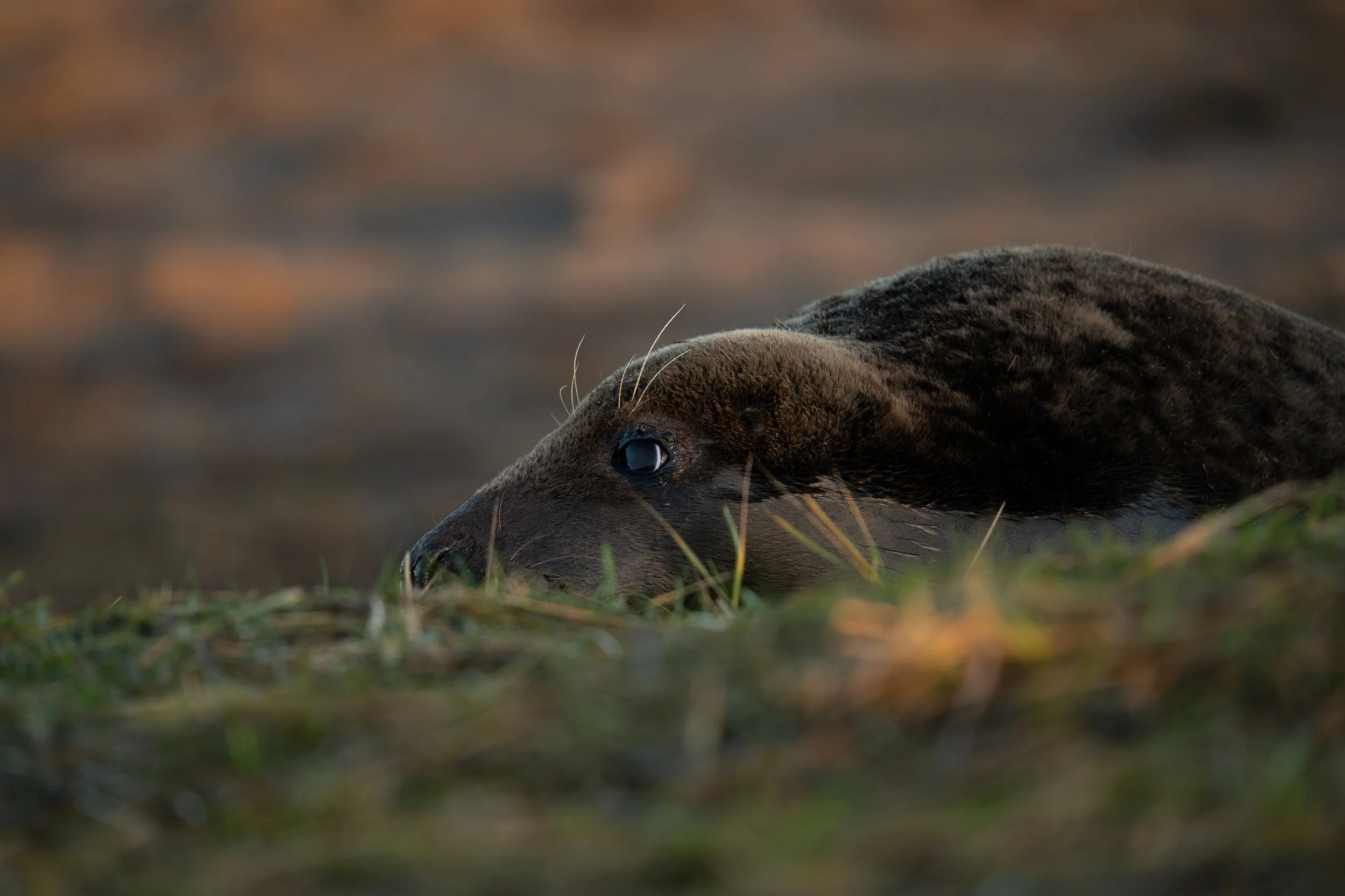 Adult Female Grey Seal