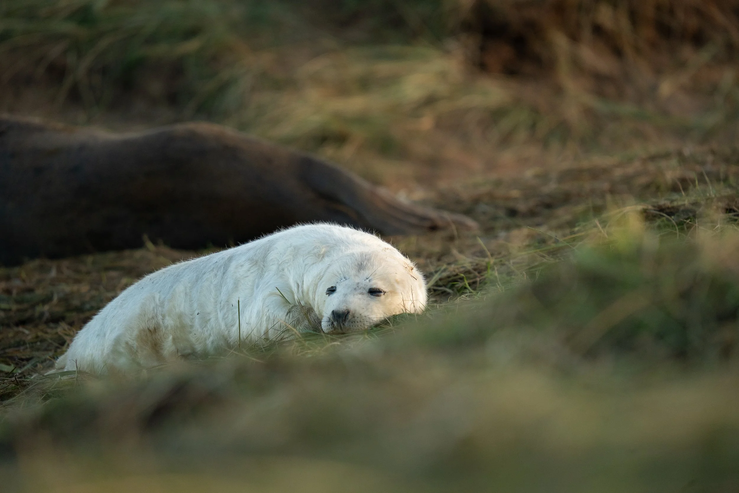 Grey Seal Pup