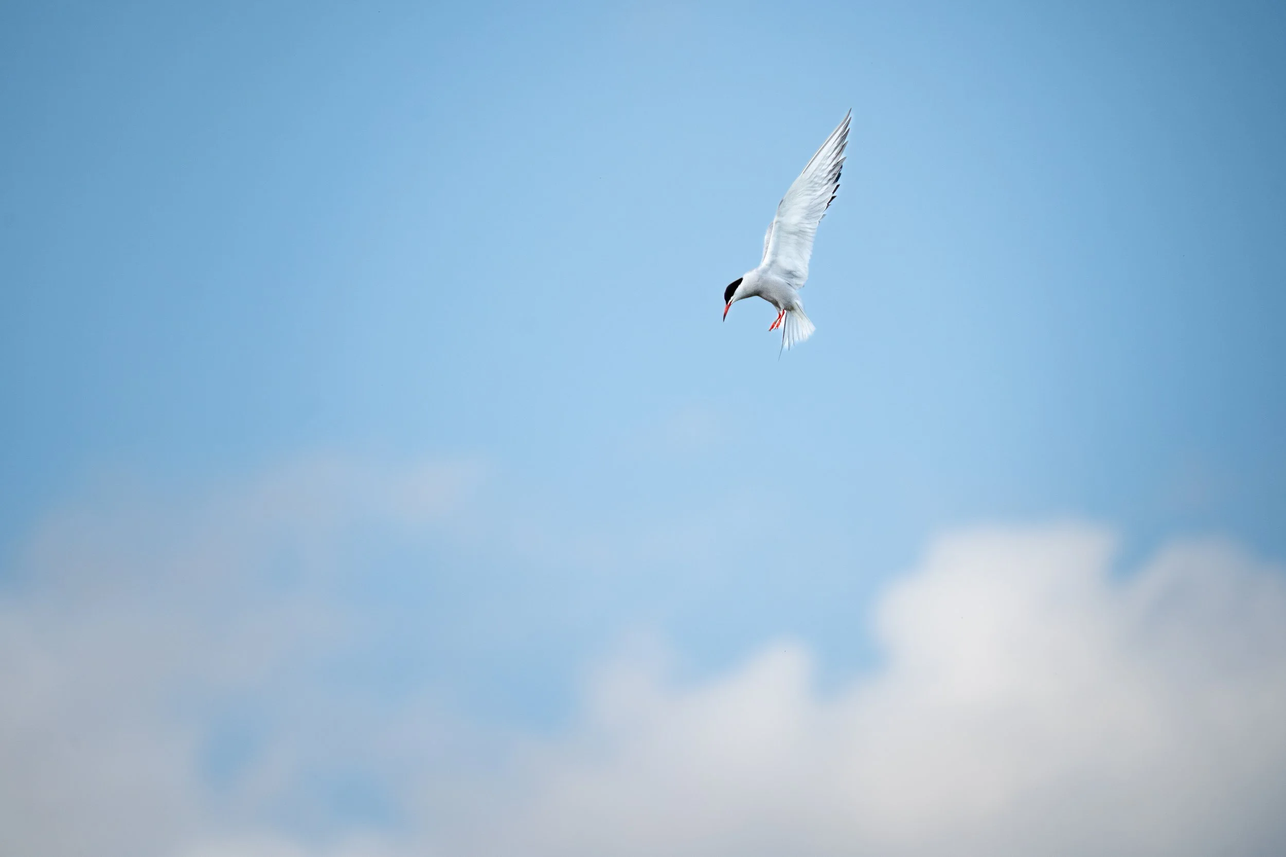 Common Tern