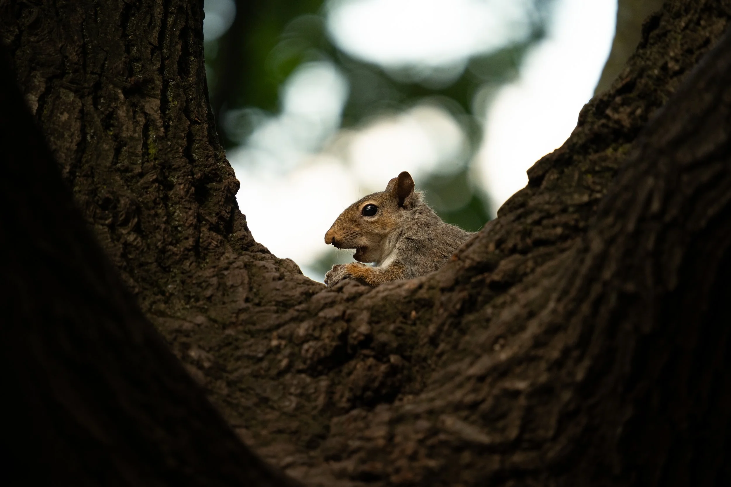 Grey Squirrel