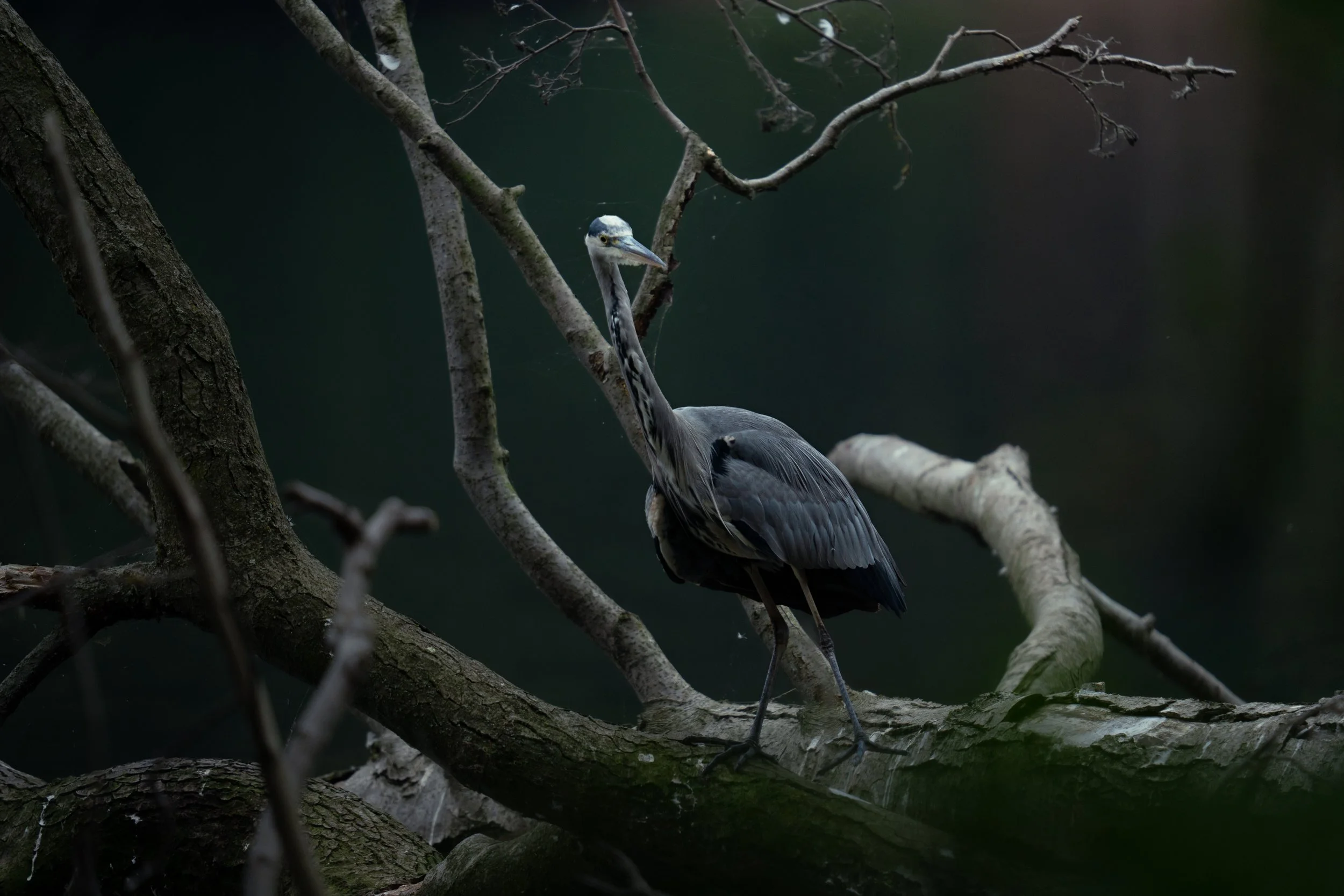 Grey Heron
