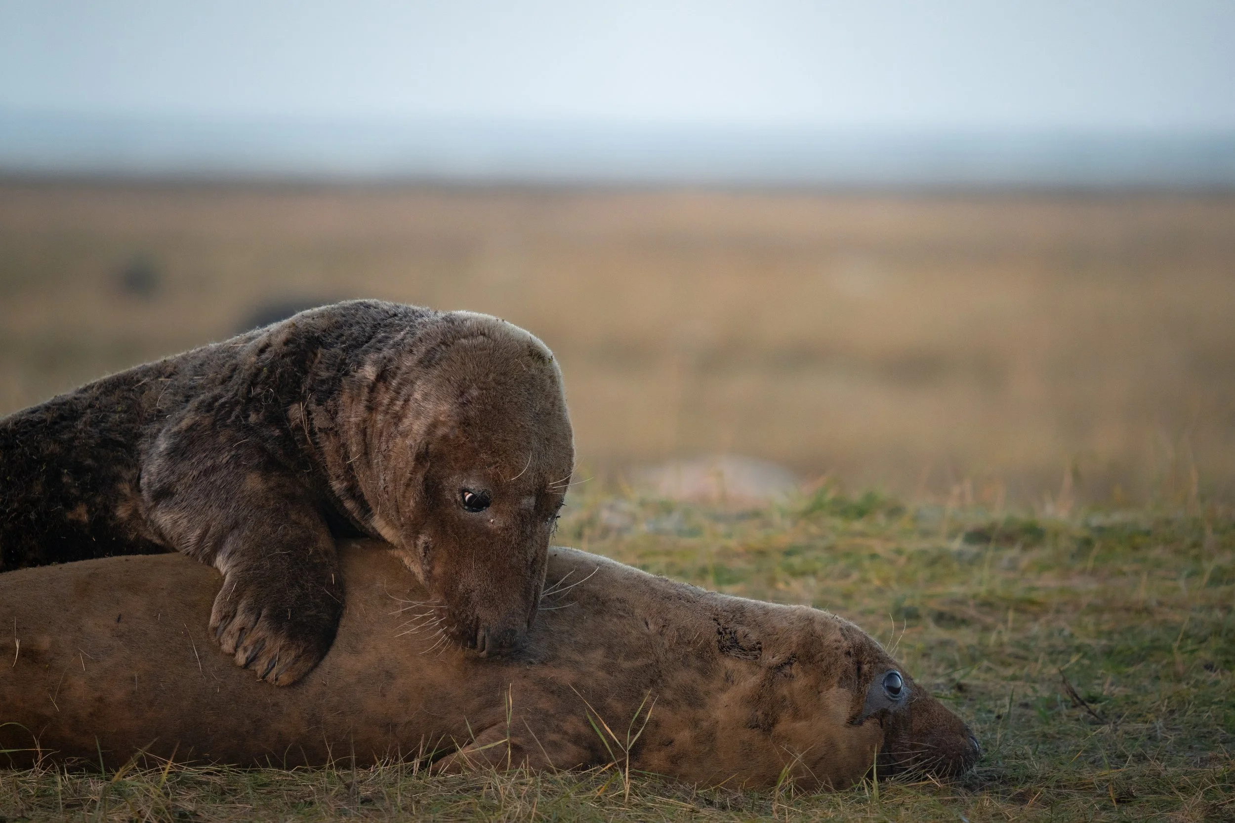 Grey Seals Mating