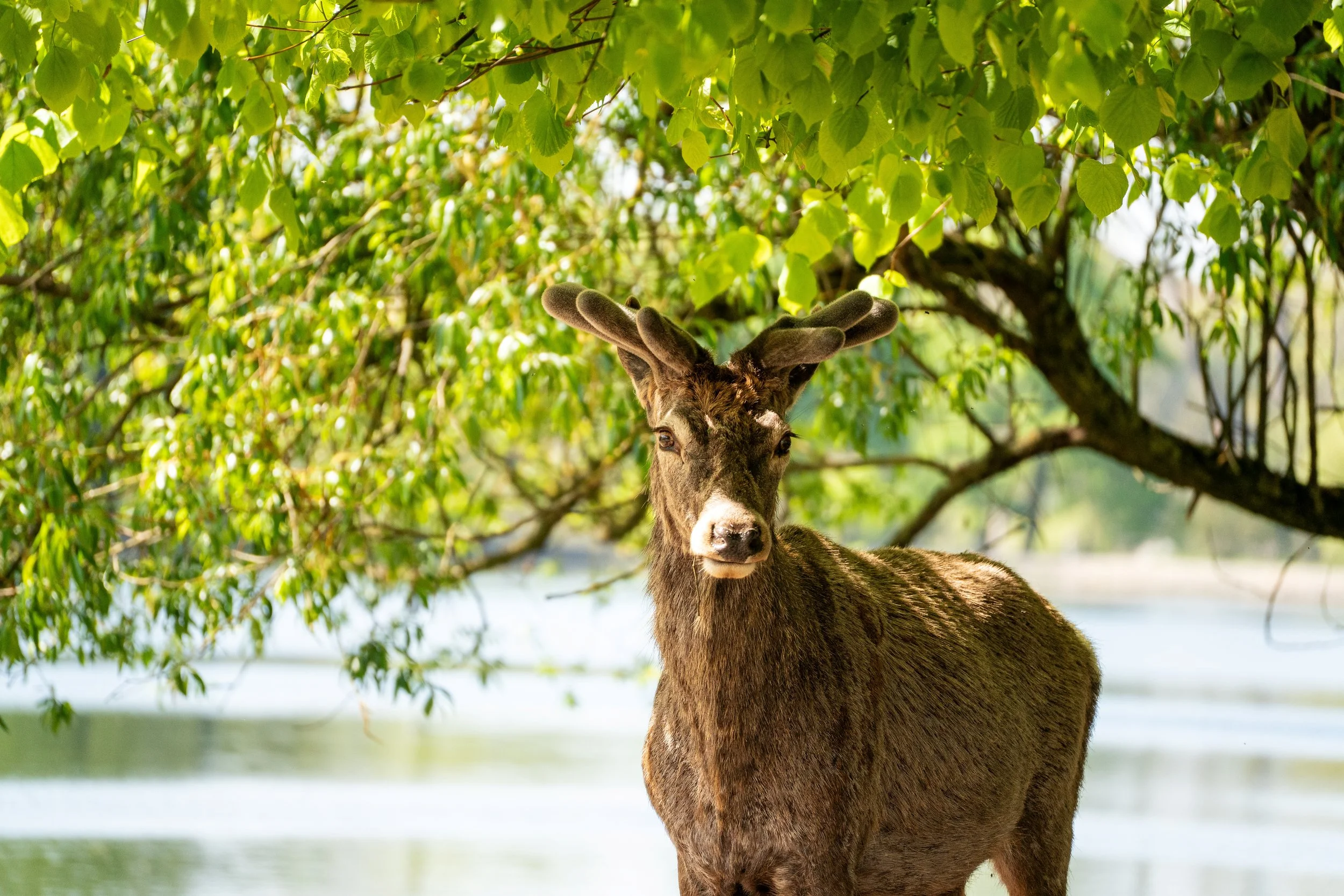 Red Deer
