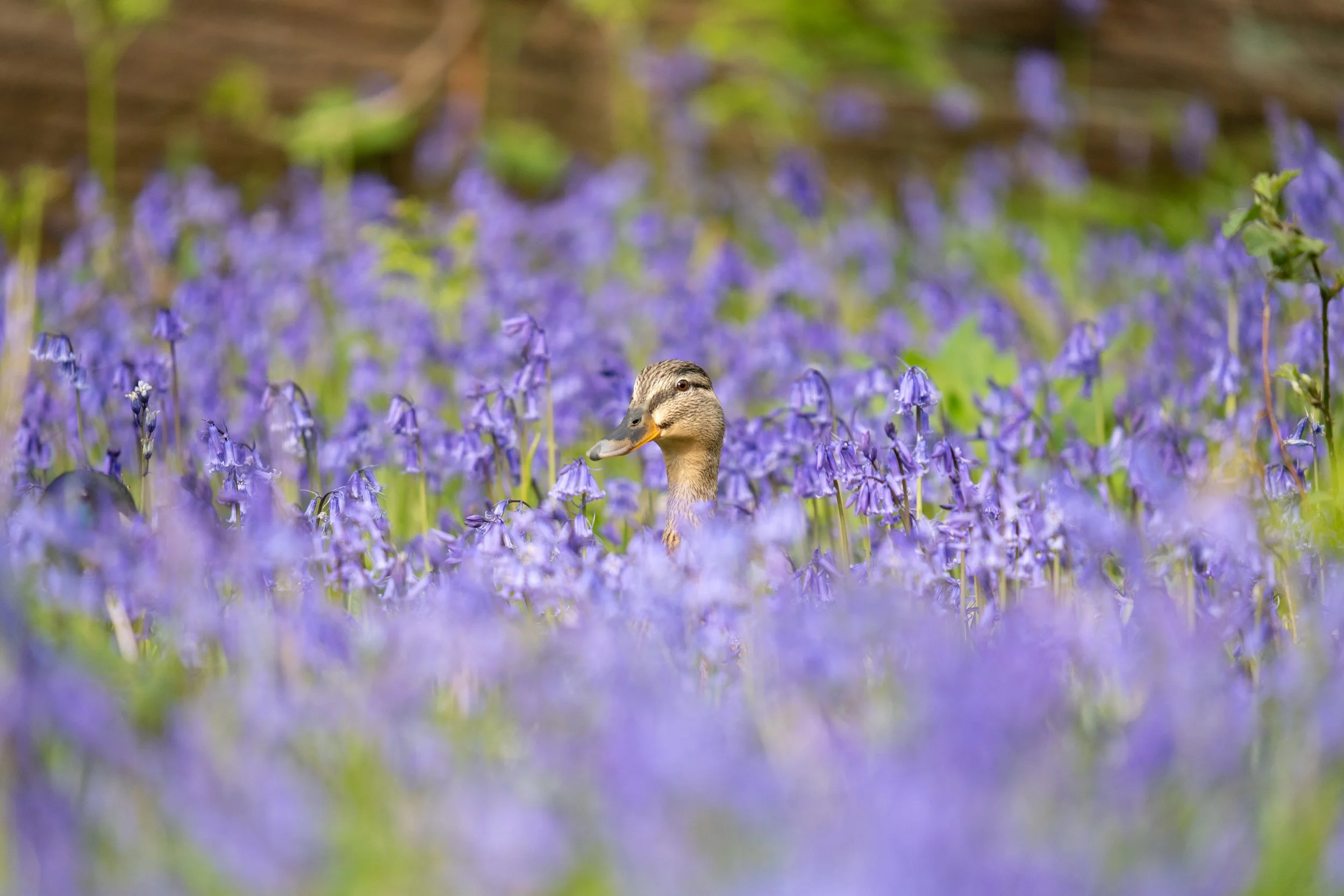 Mallard Ducks In Bluebells