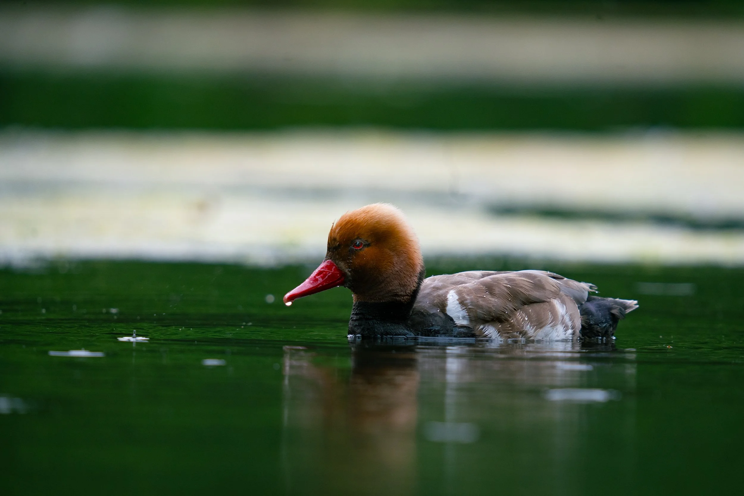 Red-crested Pochard