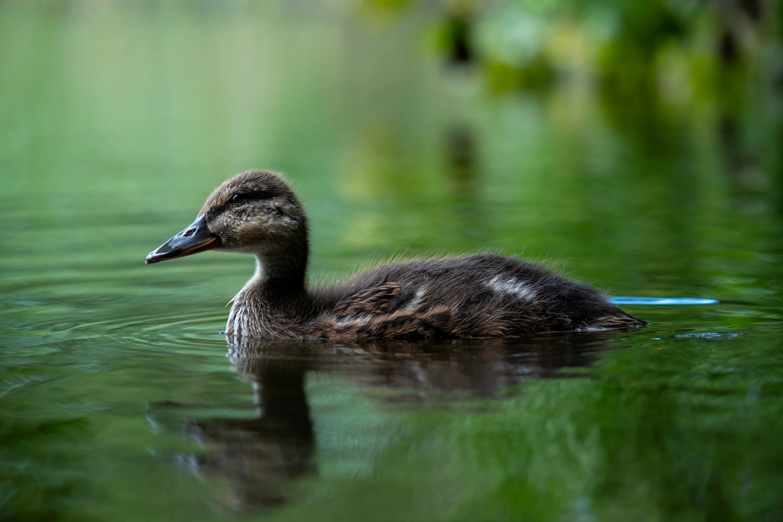 Mallard Duckling