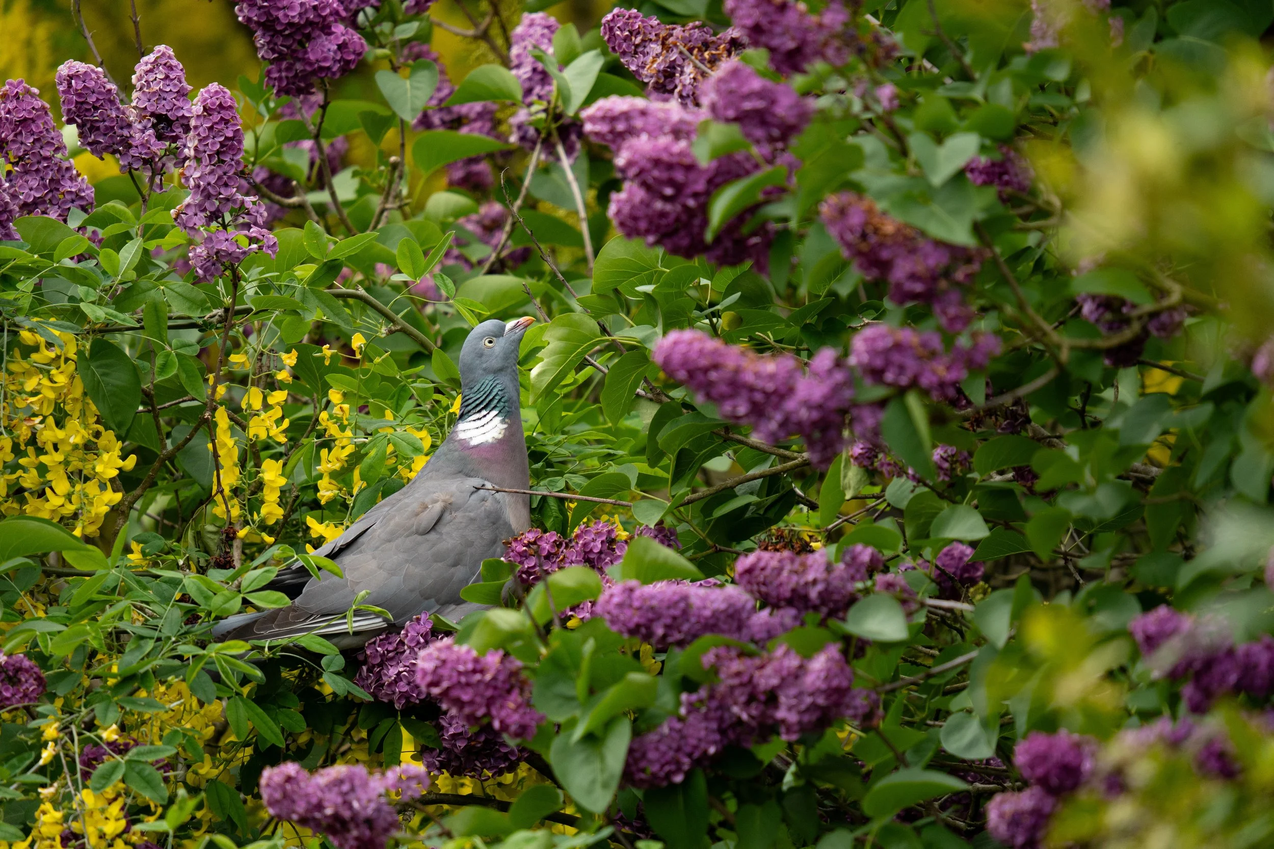 Wood Pigeon