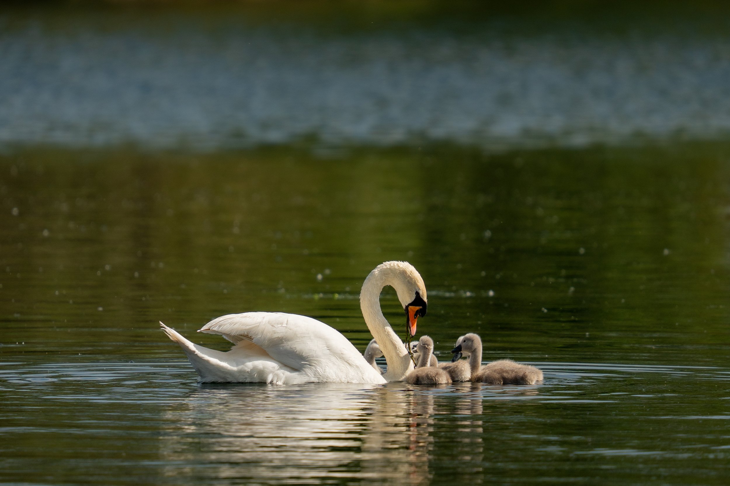 Mute Swan And Cygnets