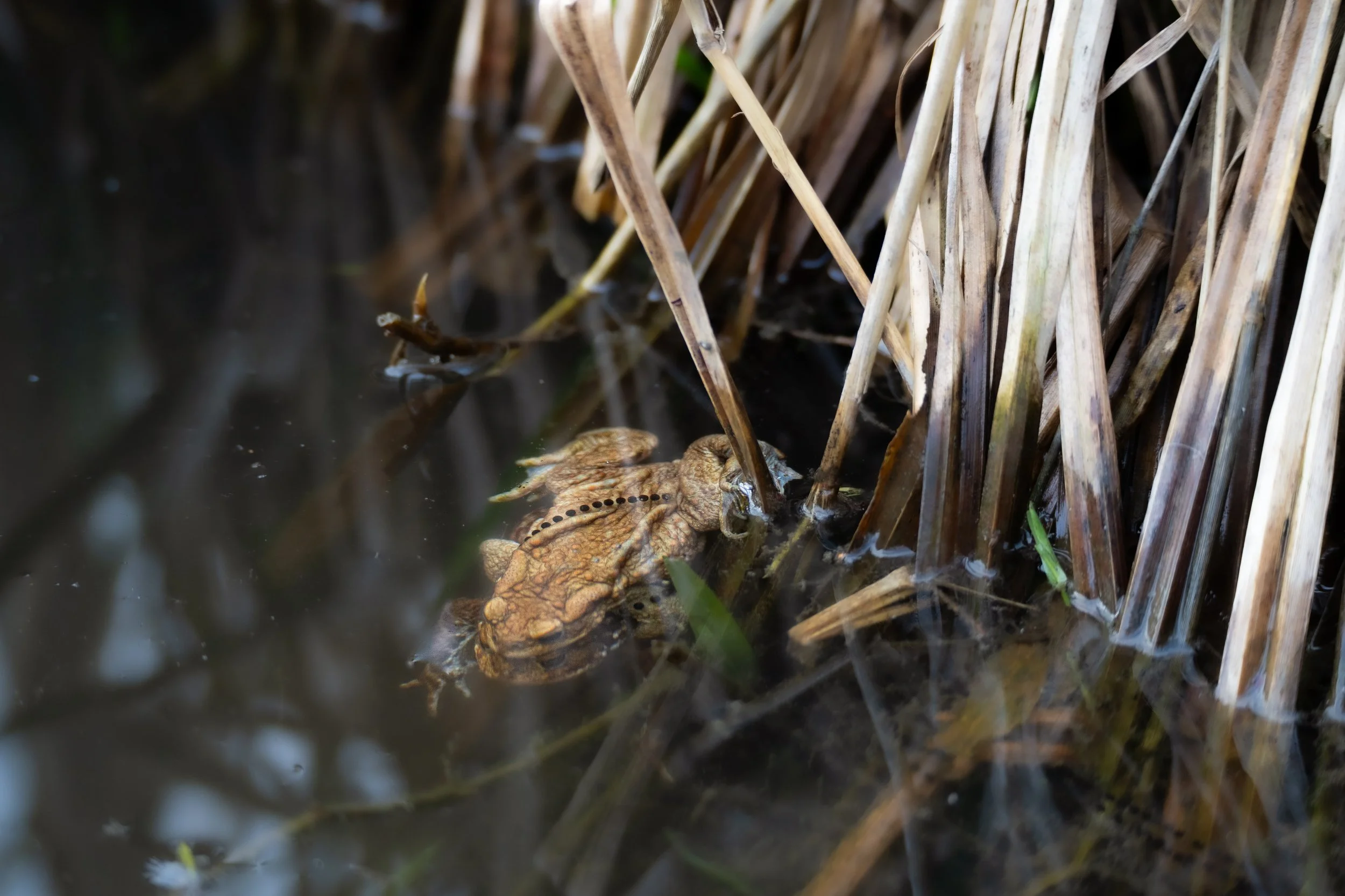 Common Toads Breeding