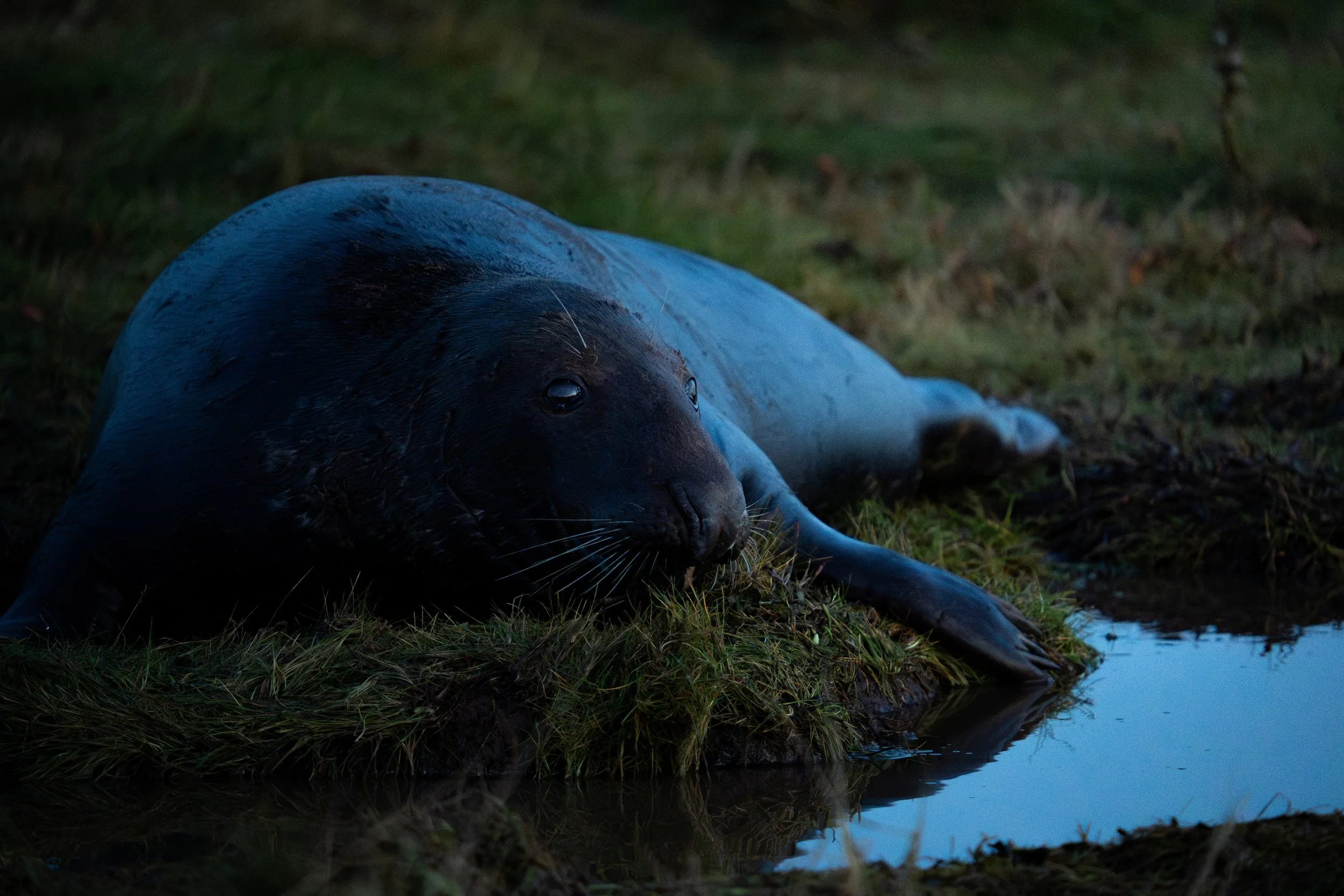 Adult Male Grey Seal