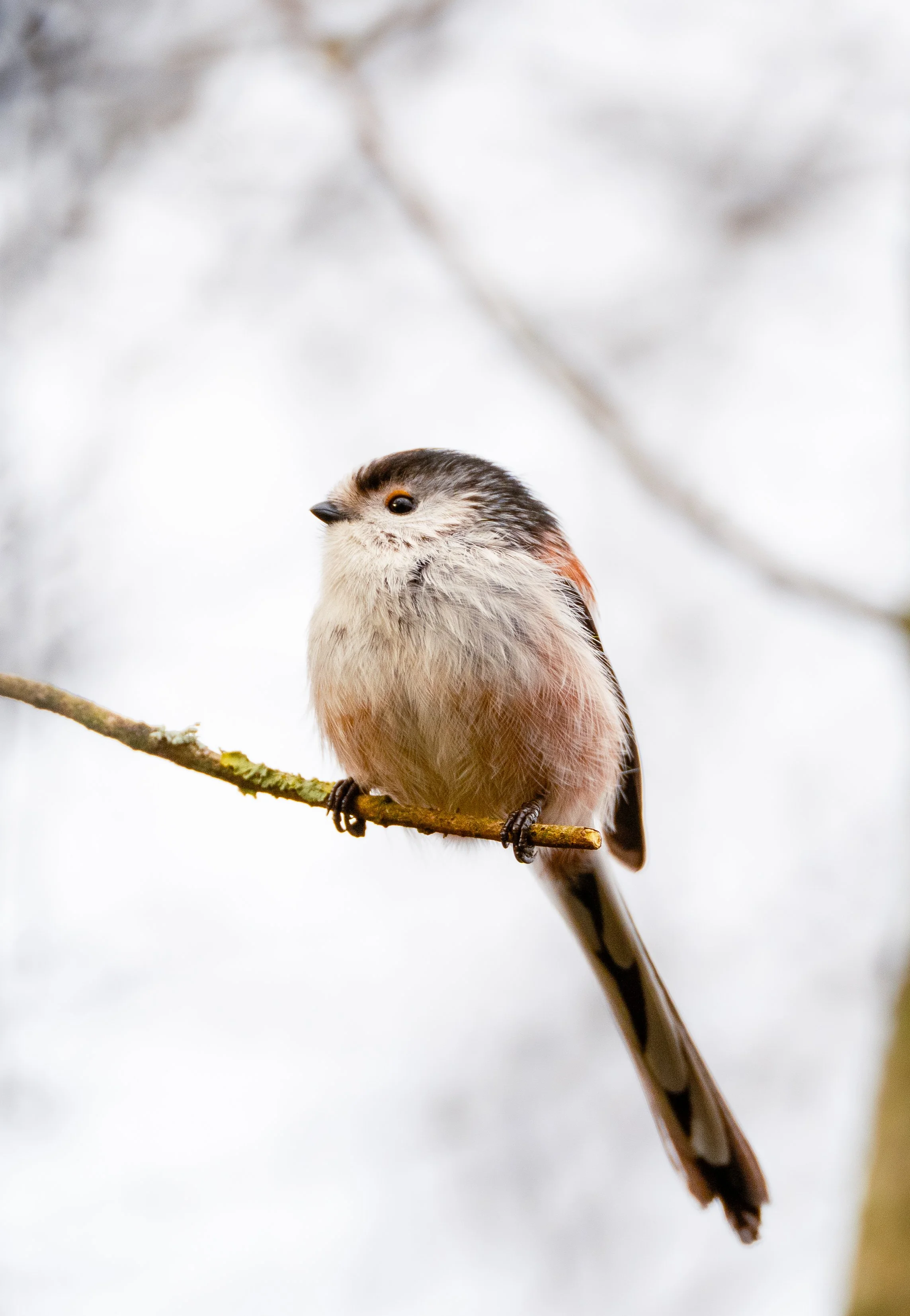 Long Tailed Tit