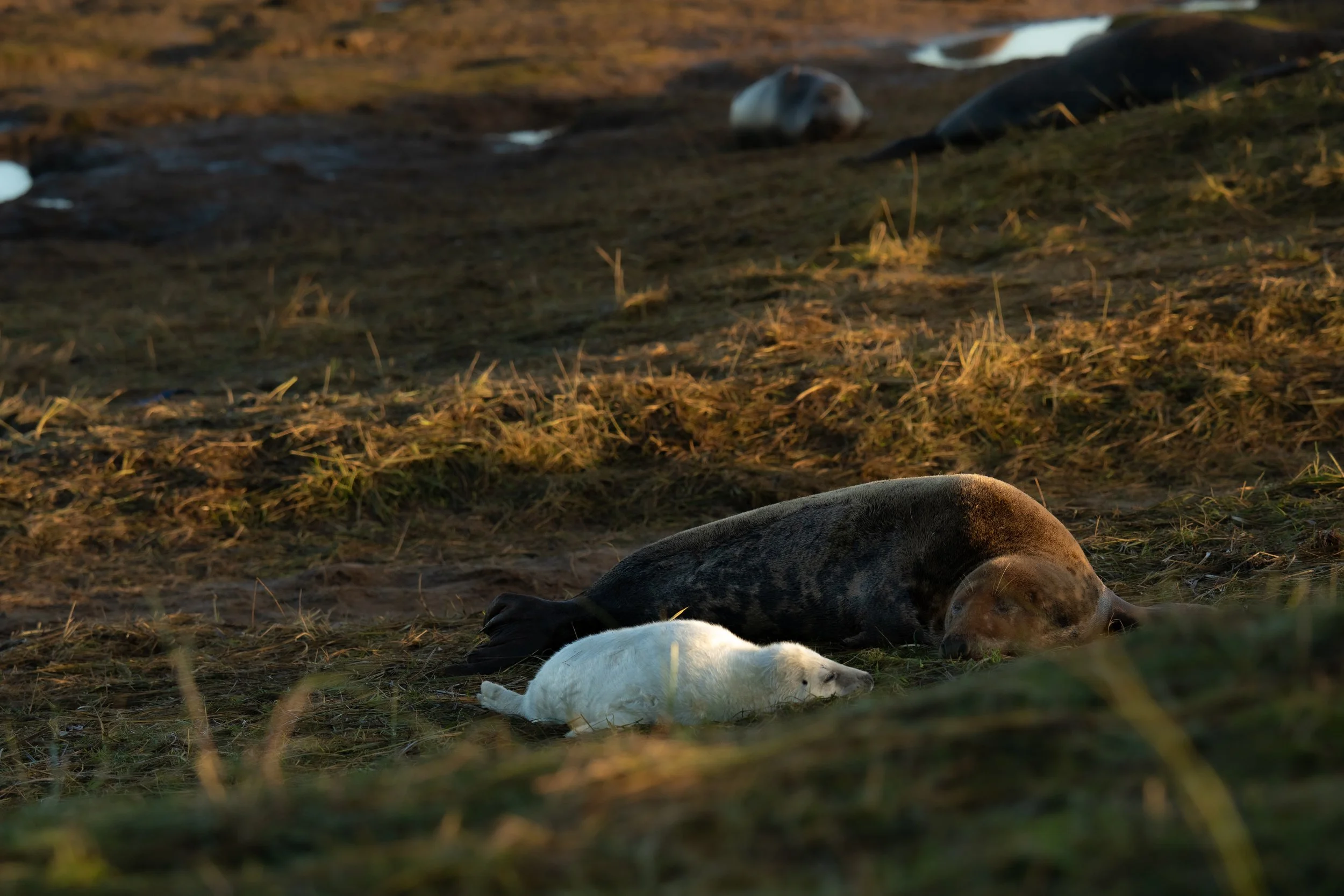 Grey Seal Mum And Pup