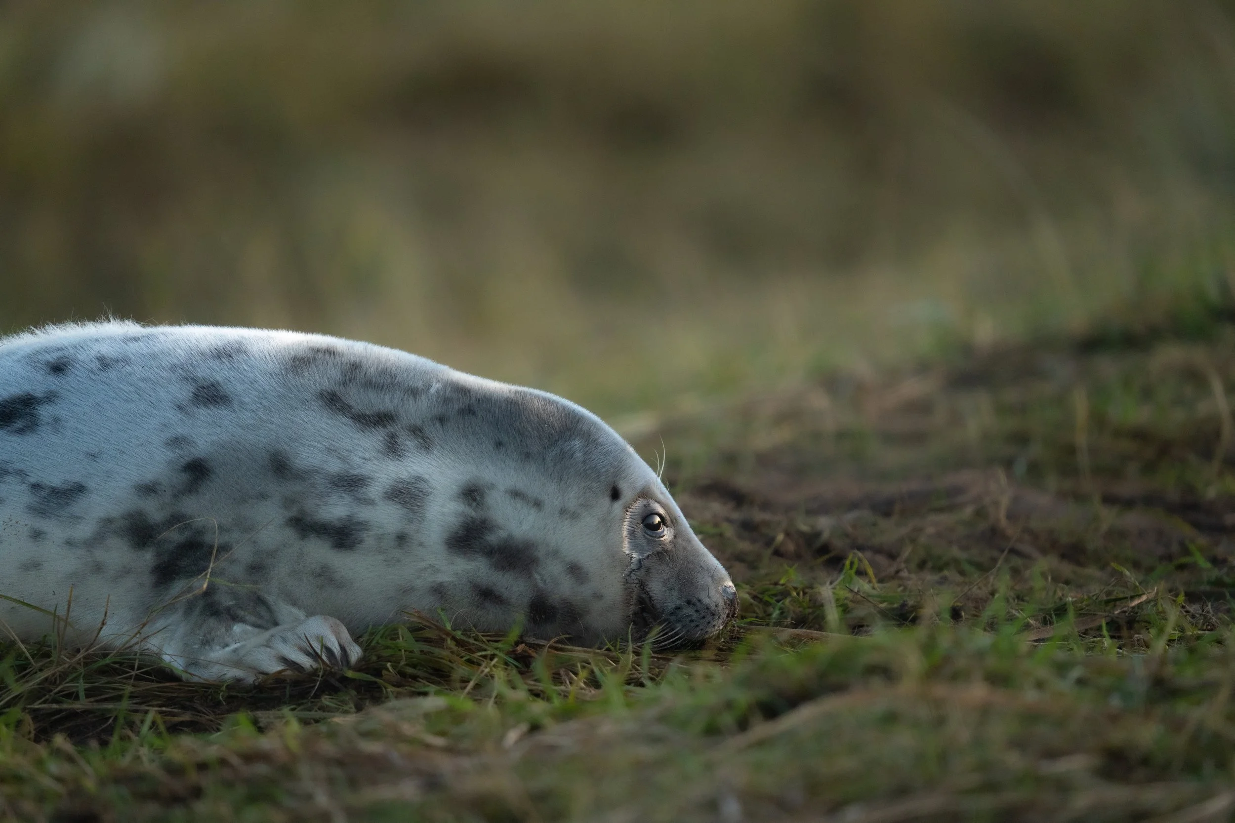 Grey Seal Pup