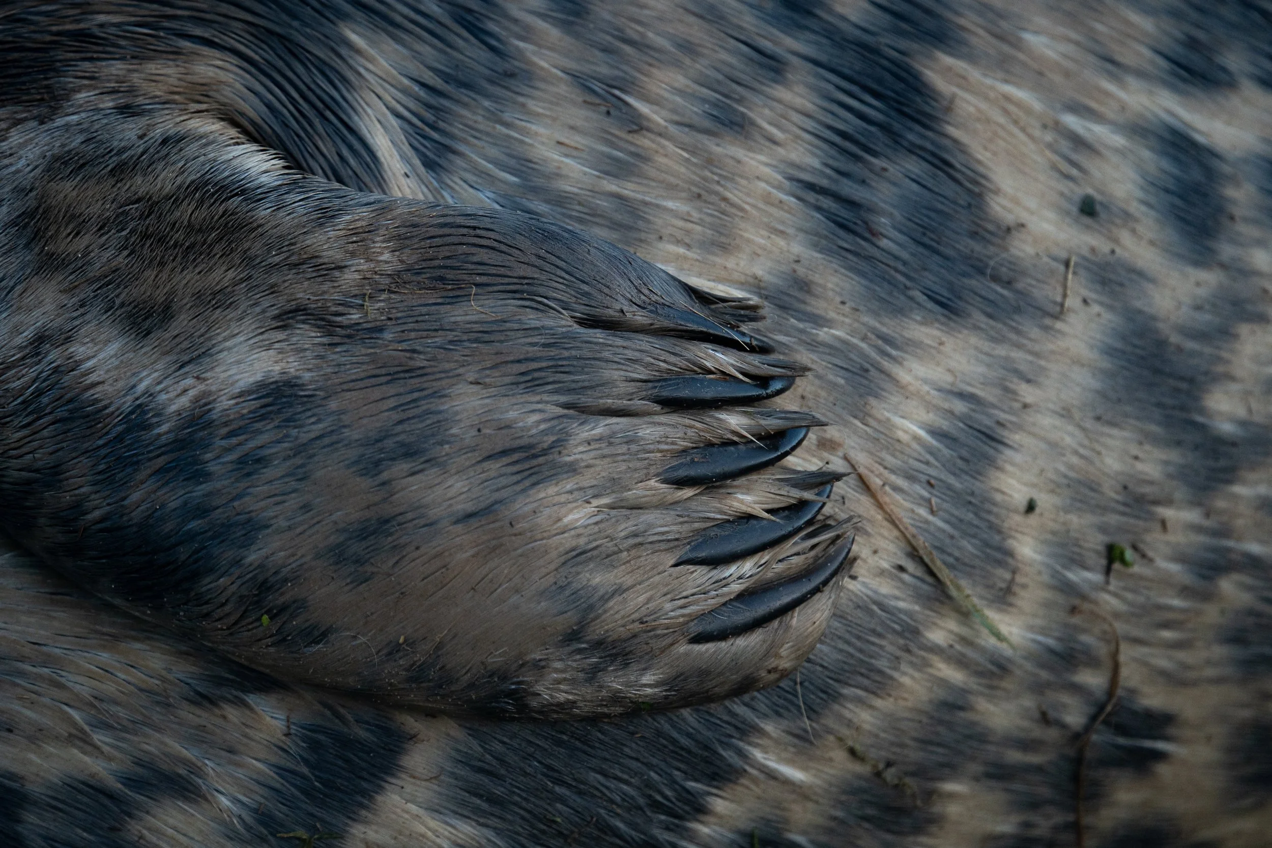 Grey Seal Flipper